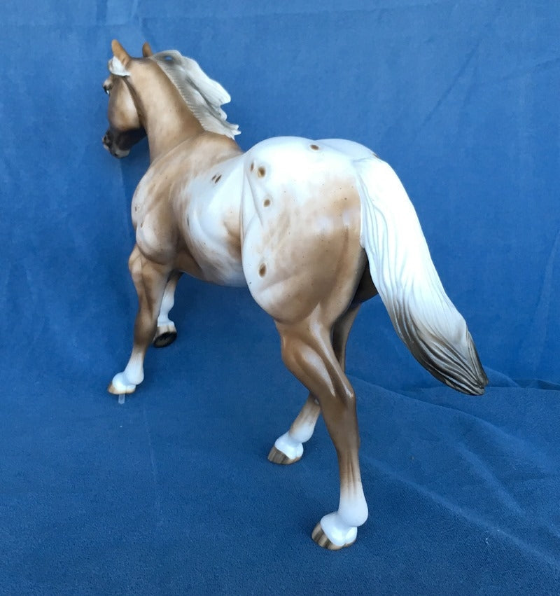 BE COLORFUL-OOAK BAY APPALOOSA FOUNDATION QUARTER HORSE 4/24/20