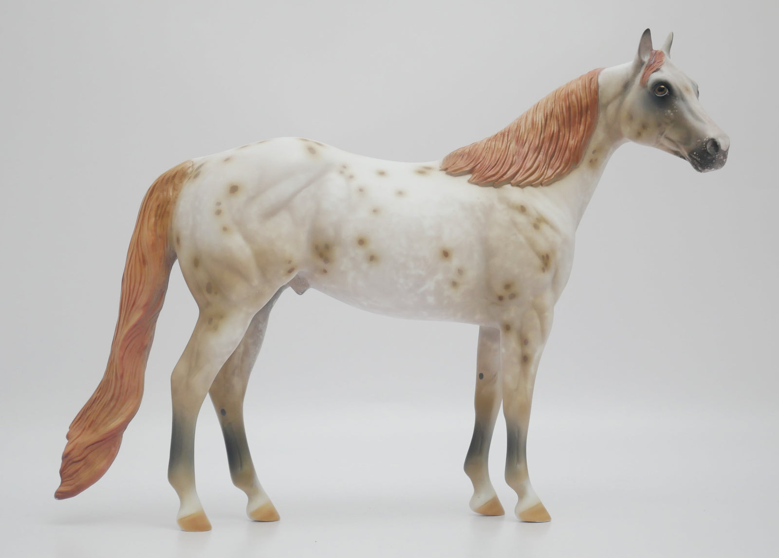 appaloosa