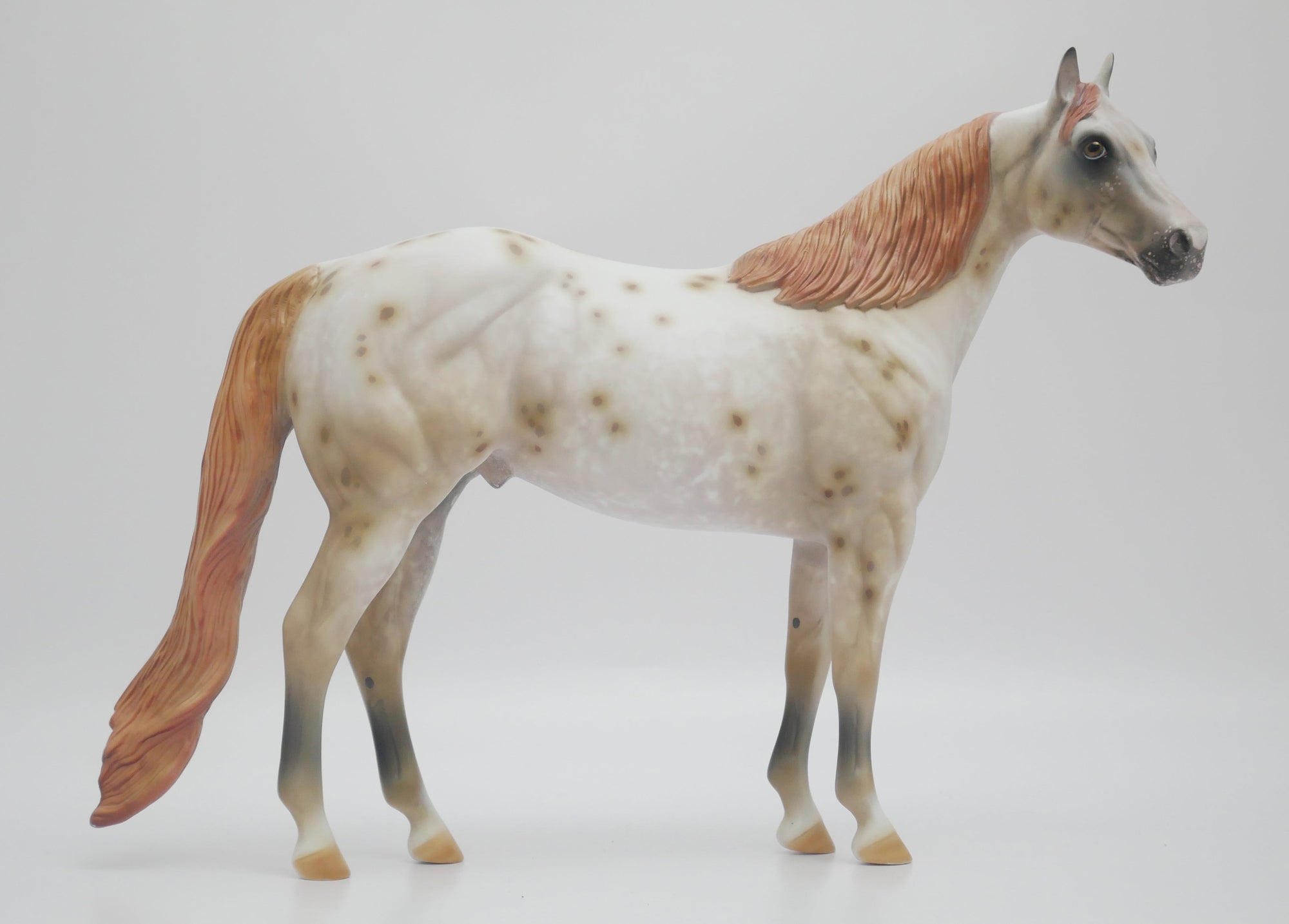 appaloosa