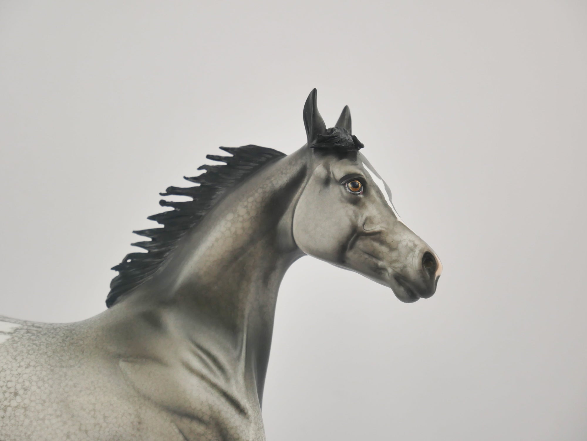 BLACK FOX-OOAK APPALOOSA YEARLING BY DAWN QUICK