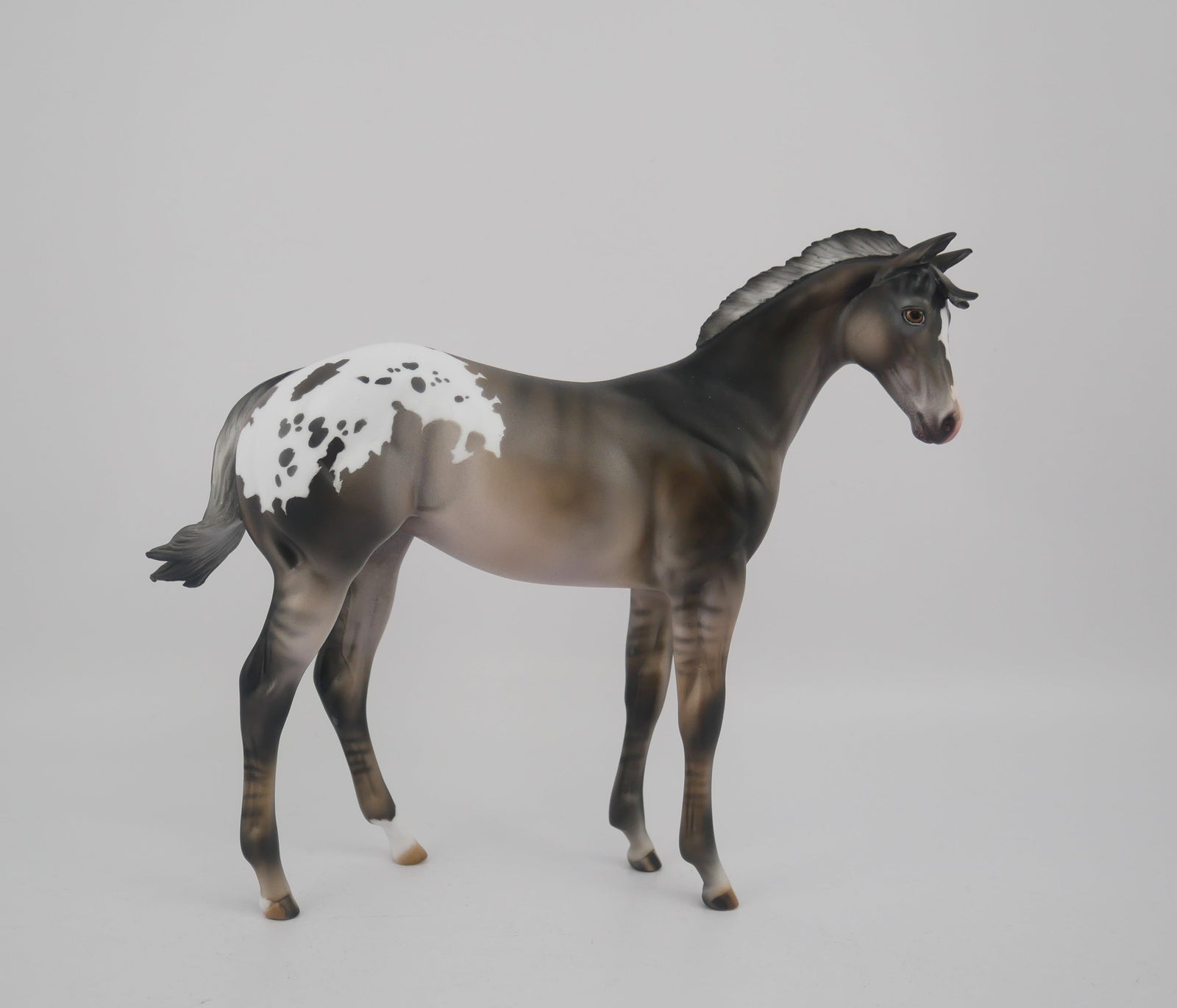 BLACK IRIS-LE-25 GRULLA APPALOOSA WEANLING BY JULIE KEIM