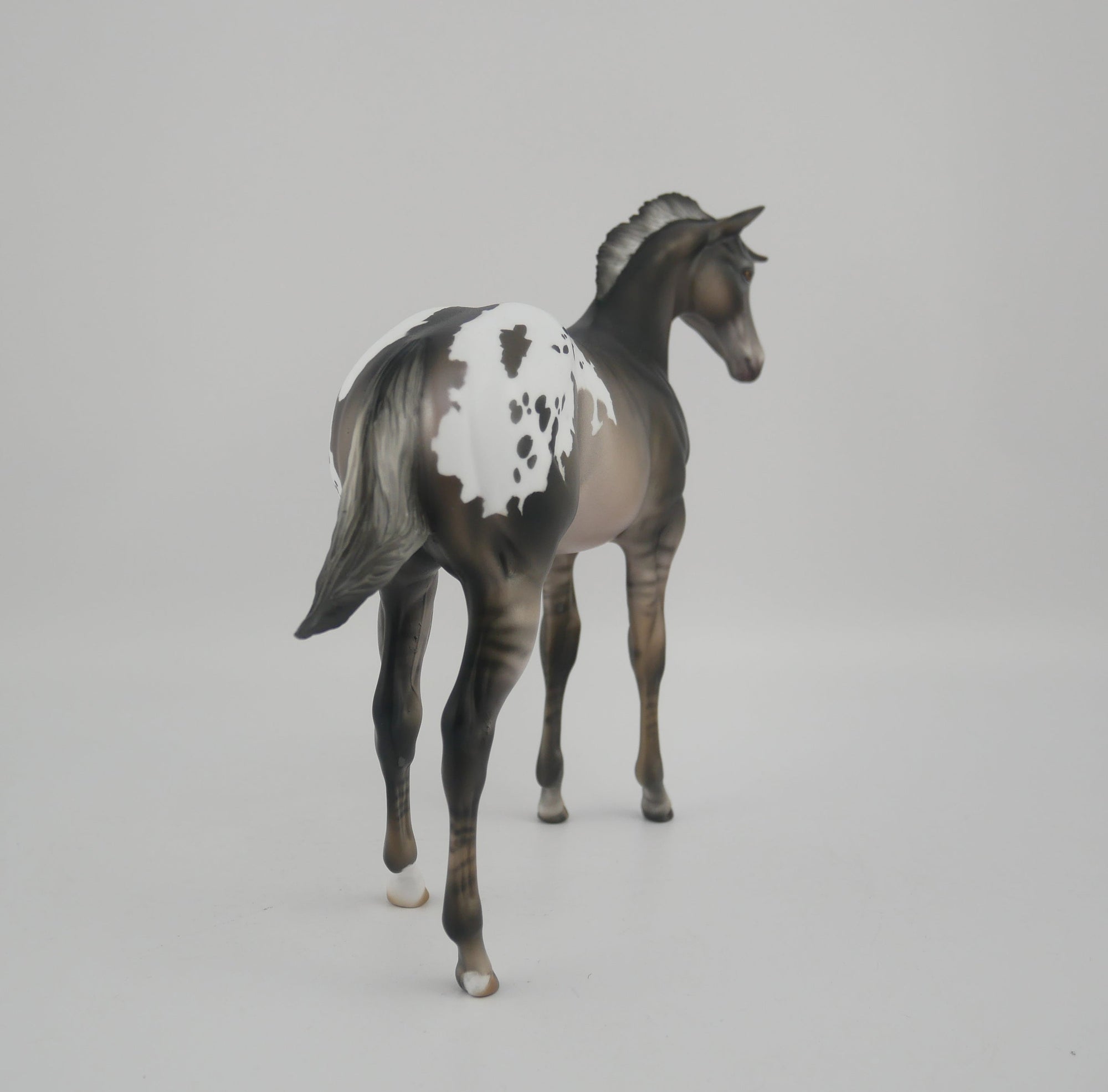 BLACK IRIS-LE-25 GRULLA APPALOOSA WEANLING BY JULIE KEIM