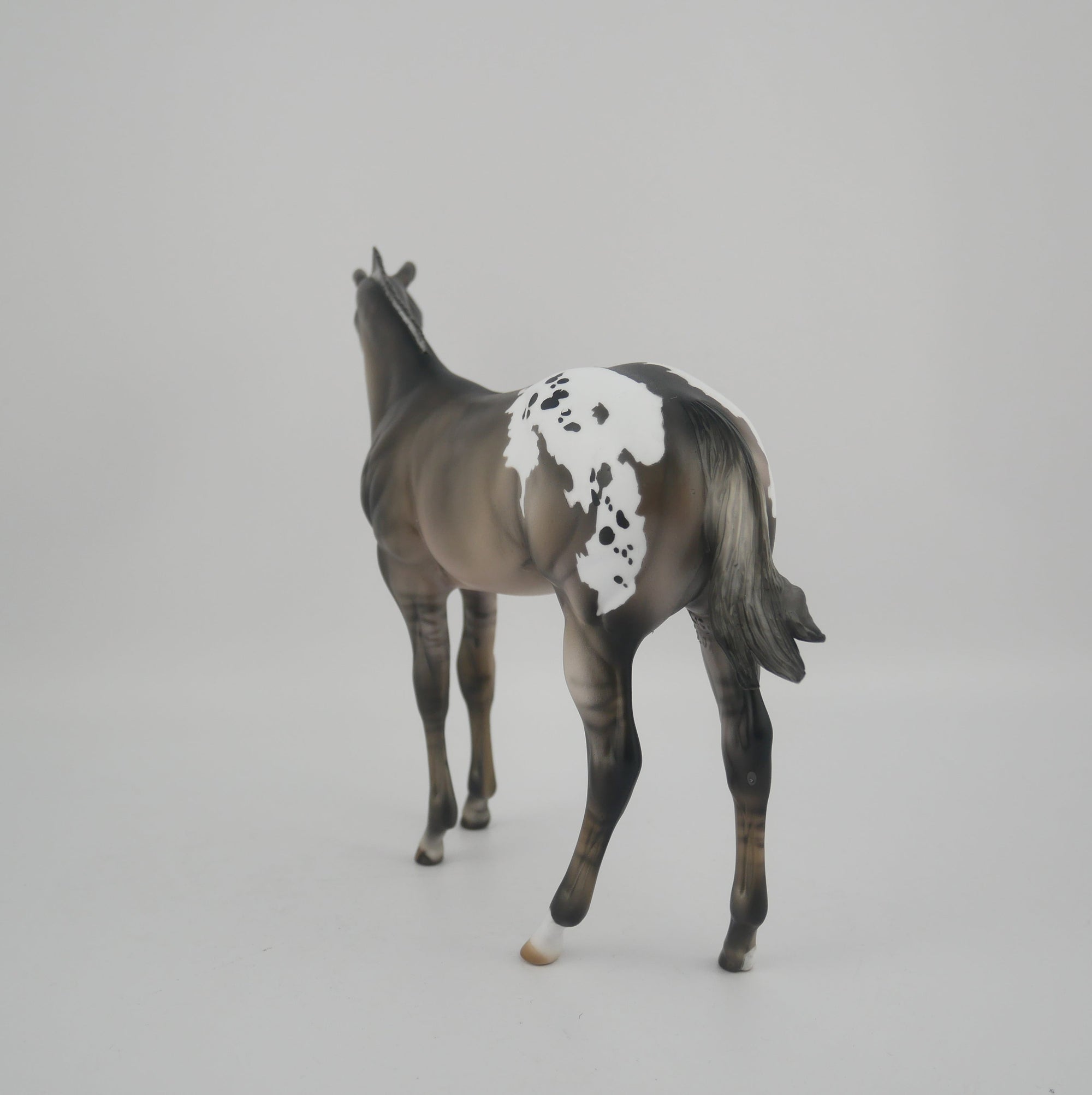 BLACK IRIS-LE-25 GRULLA APPALOOSA WEANLING BY JULIE KEIM