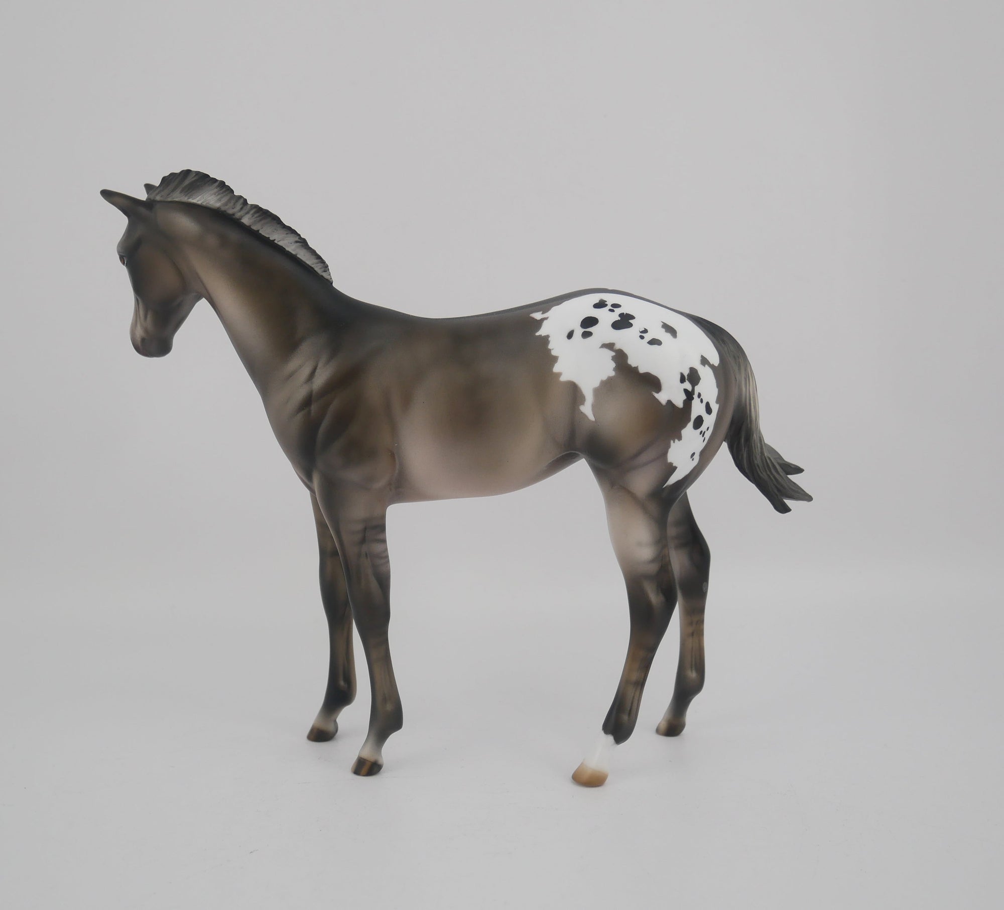 BLACK IRIS-LE-25 GRULLA APPALOOSA WEANLING BY JULIE KEIM