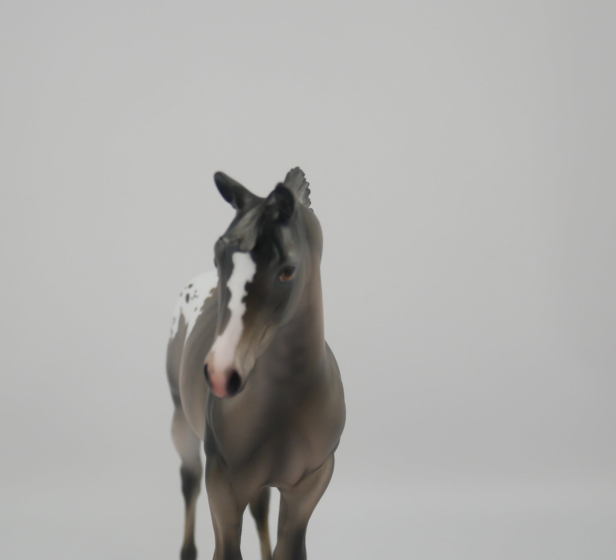 BLACK IRIS-LE-25 GRULLA APPALOOSA WEANLING BY JULIE KEIM