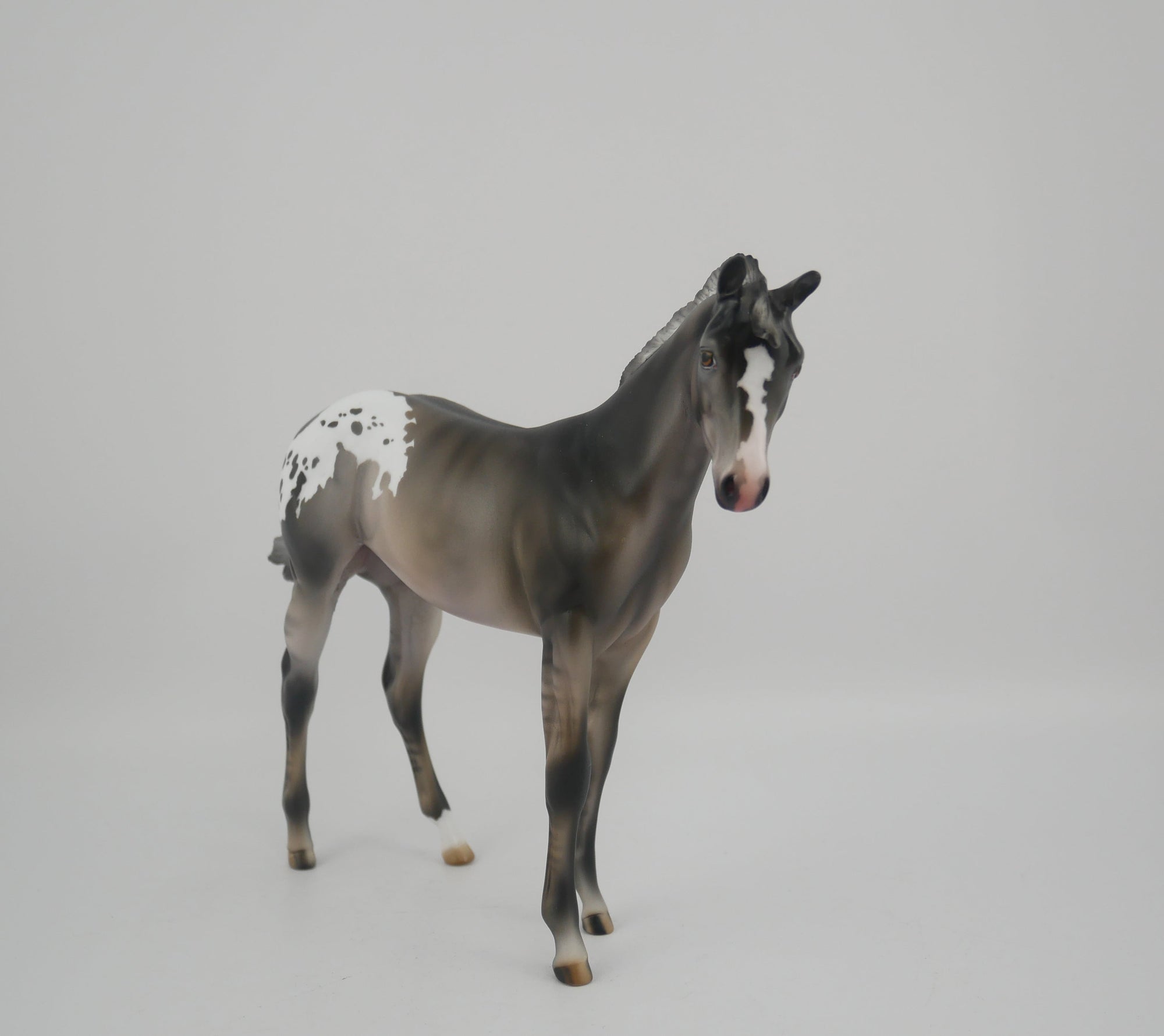 BLACK IRIS-LE-25 GRULLA APPALOOSA WEANLING BY JULIE KEIM