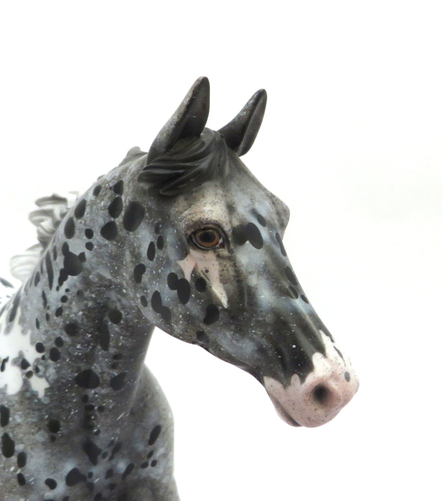 appaloosa