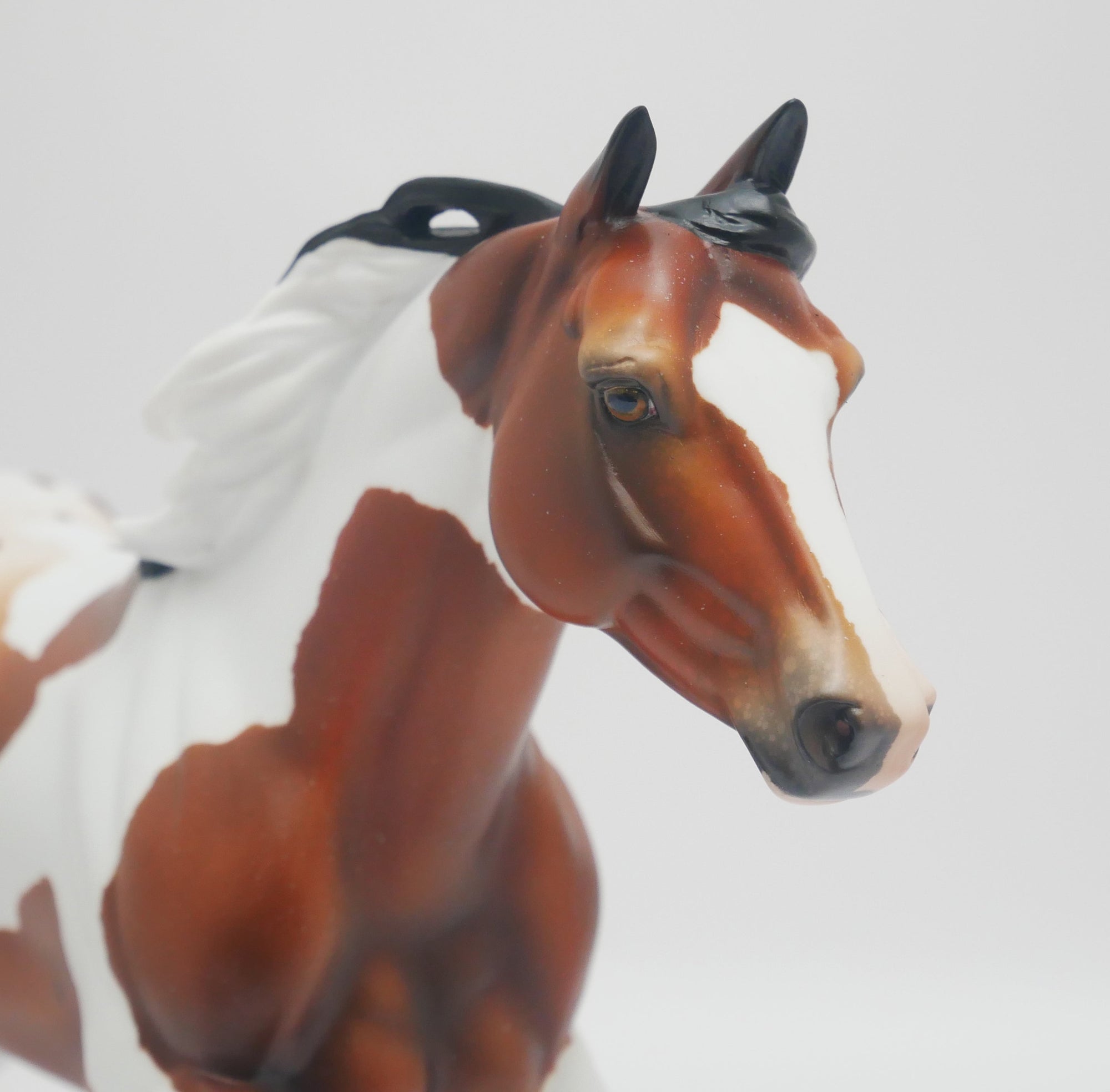 BUCK OF SUGAR - OOAK BAY PINTO APPALOOSA  FOUNDATION QUARTER HORSE BY AUDREY DIXON 3/16/20