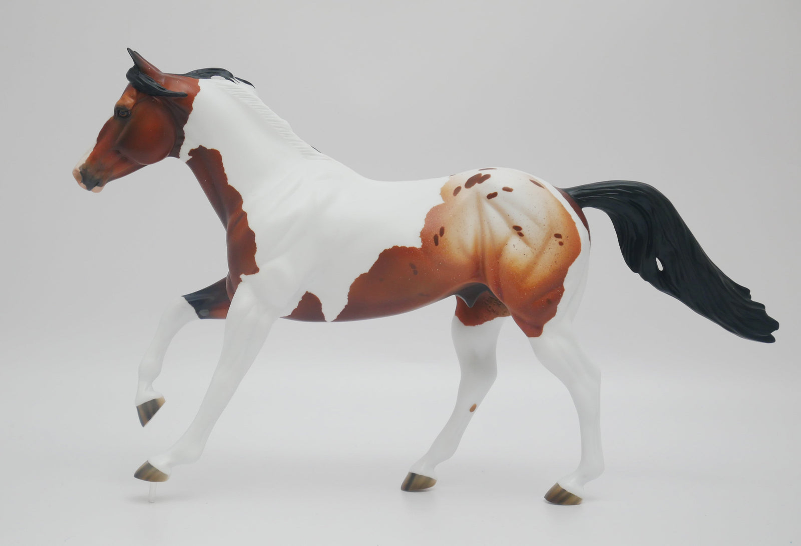 BUCK OF SUGAR - OOAK BAY PINTO APPALOOSA  FOUNDATION QUARTER HORSE BY AUDREY DIXON 3/16/20