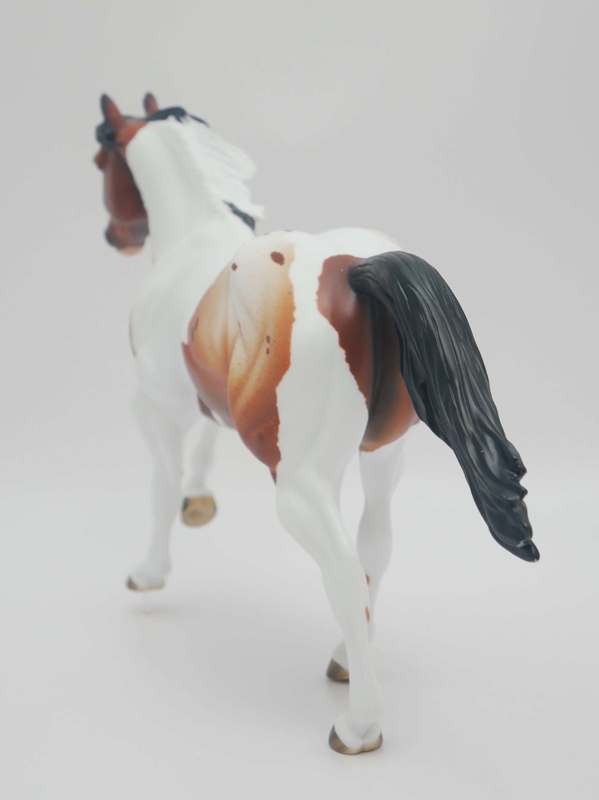 BUCK OF SUGAR - OOAK BAY PINTO APPALOOSA  FOUNDATION QUARTER HORSE BY AUDREY DIXON 3/16/20