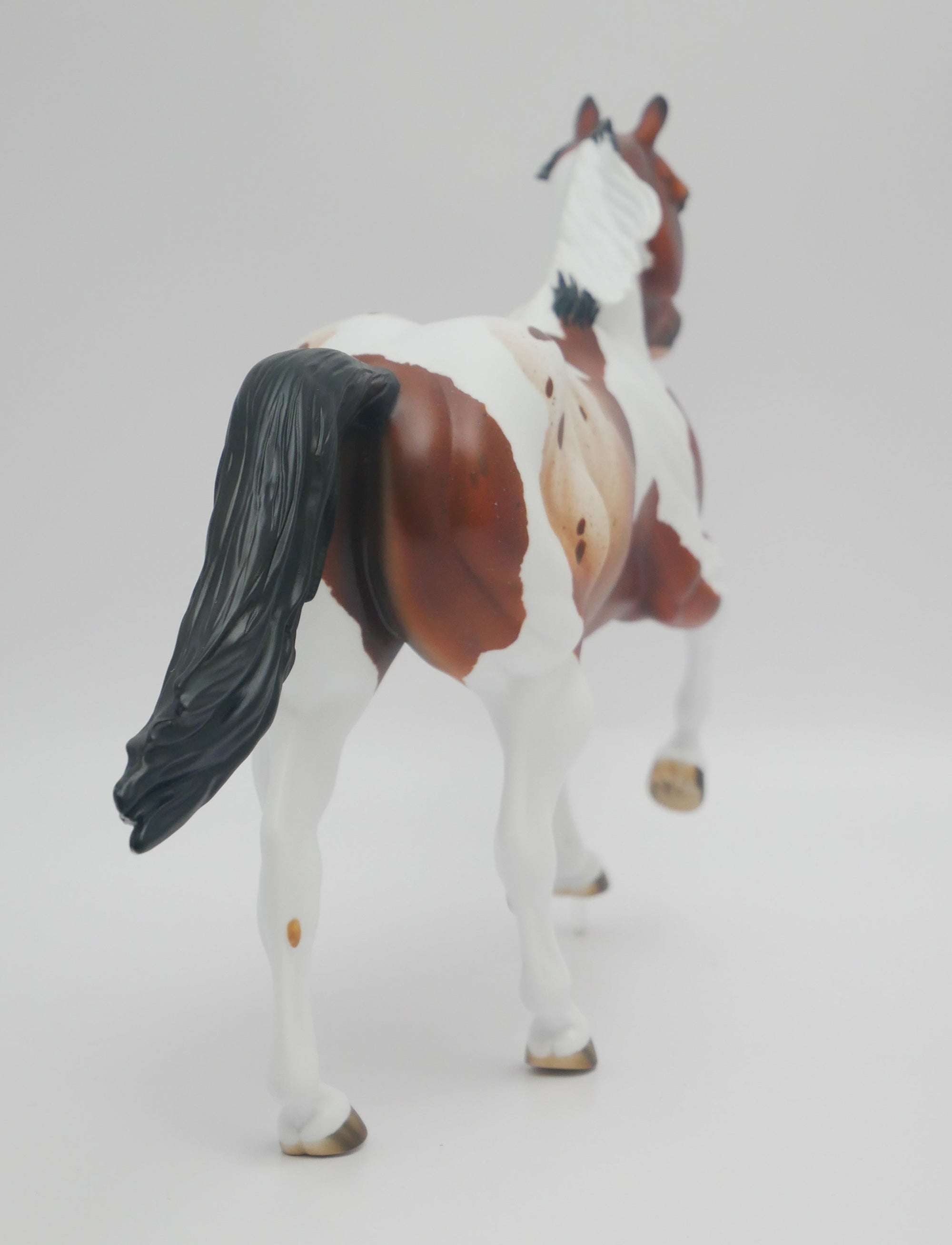 BUCK OF SUGAR - OOAK BAY PINTO APPALOOSA  FOUNDATION QUARTER HORSE BY AUDREY DIXON 3/16/20