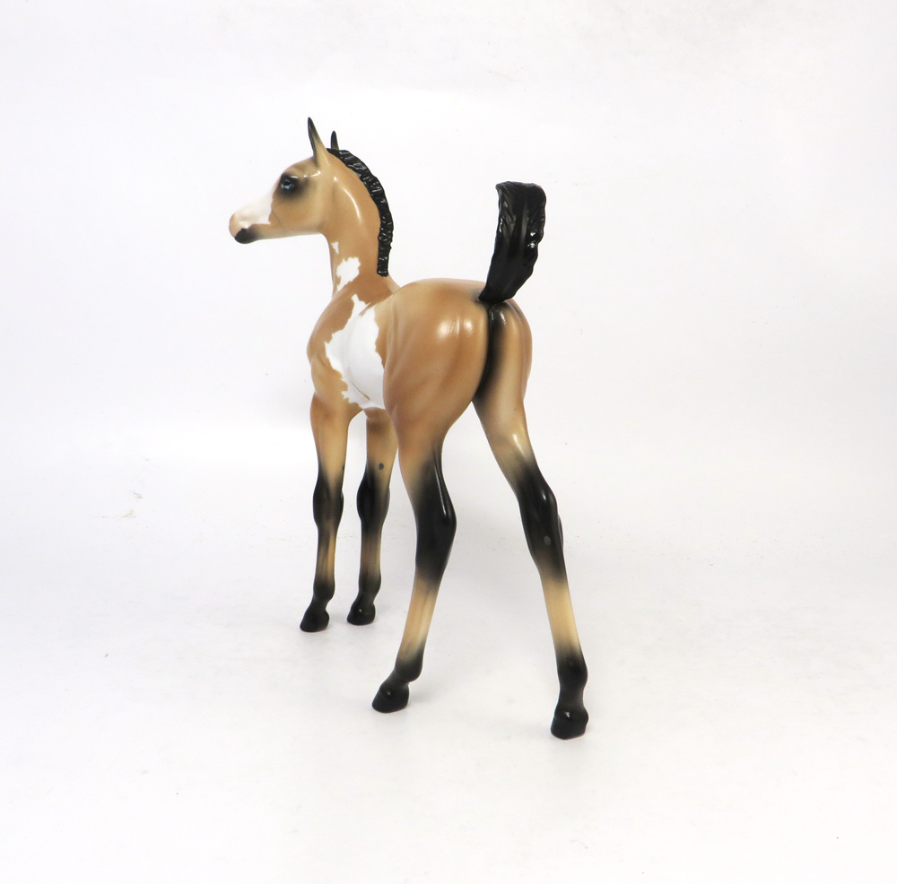 TUMBLE- LE 7- ARABIAN FOAL BUCKSKIN OVERO SB19