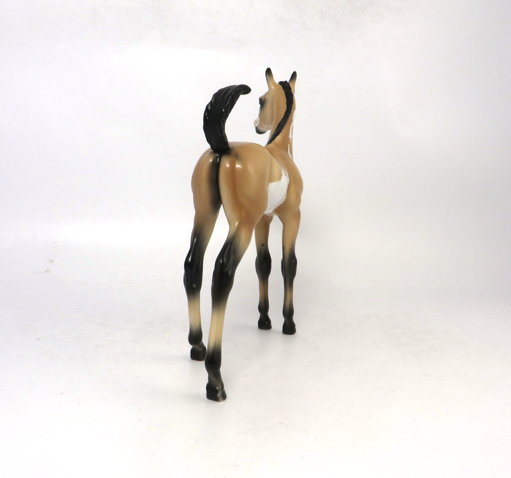 TUMBLE- LE 7- ARABIAN FOAL BUCKSKIN OVERO SB19