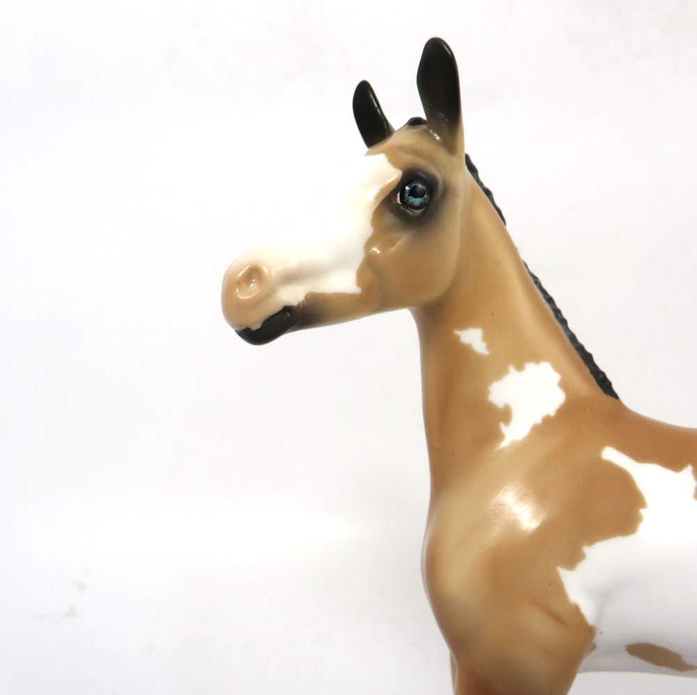 TUMBLE- LE 7- ARABIAN FOAL BUCKSKIN OVERO SB19