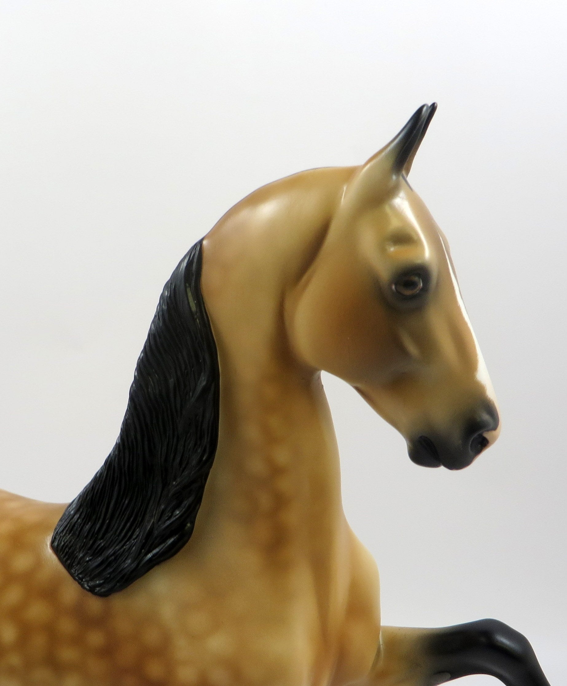 CAESAR - OOAK DAPPLED BUCKSKIN  SADDLEBRED BY AUDREY DIXON EQ19