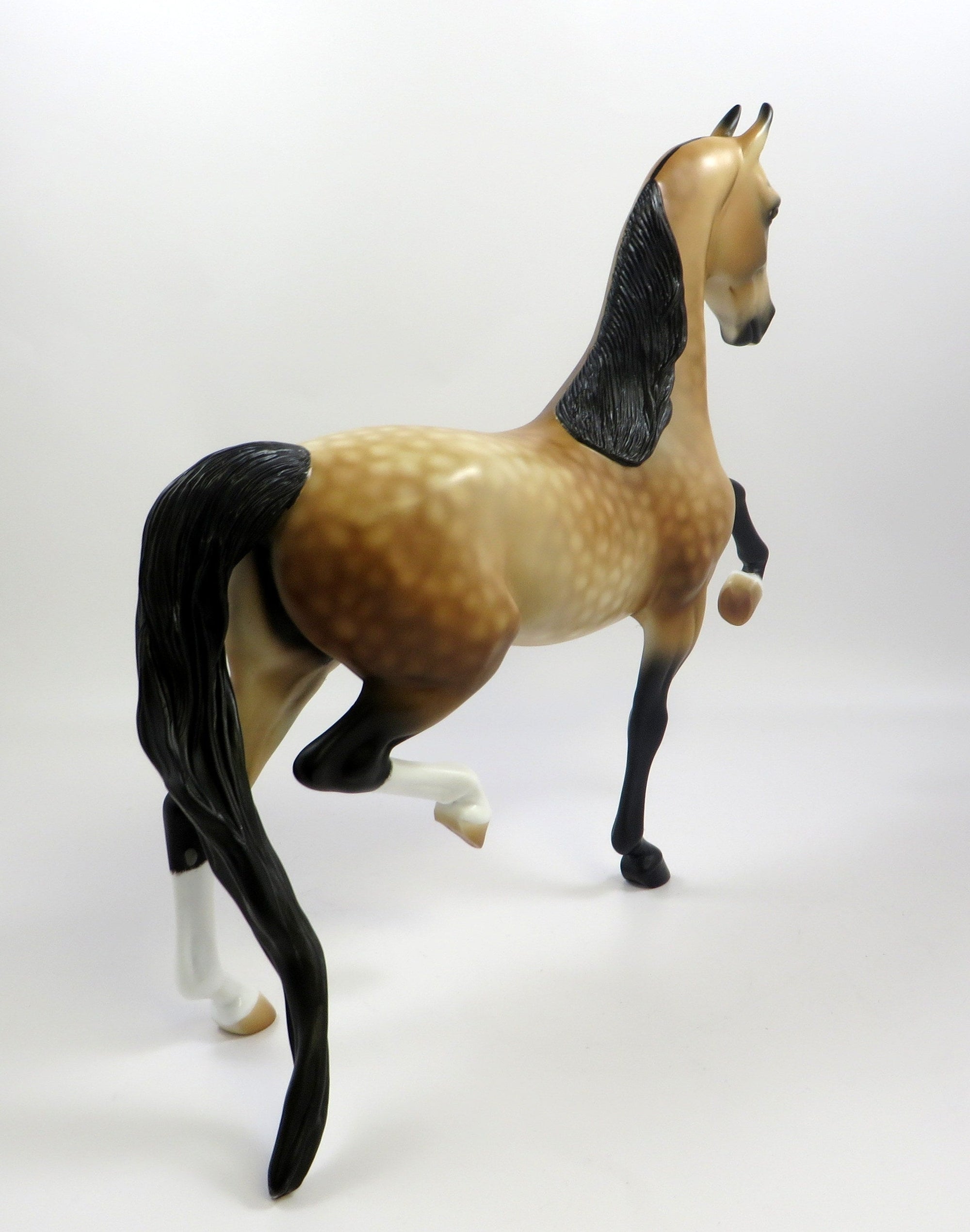 CAESAR - OOAK DAPPLED BUCKSKIN  SADDLEBRED BY AUDREY DIXON EQ19