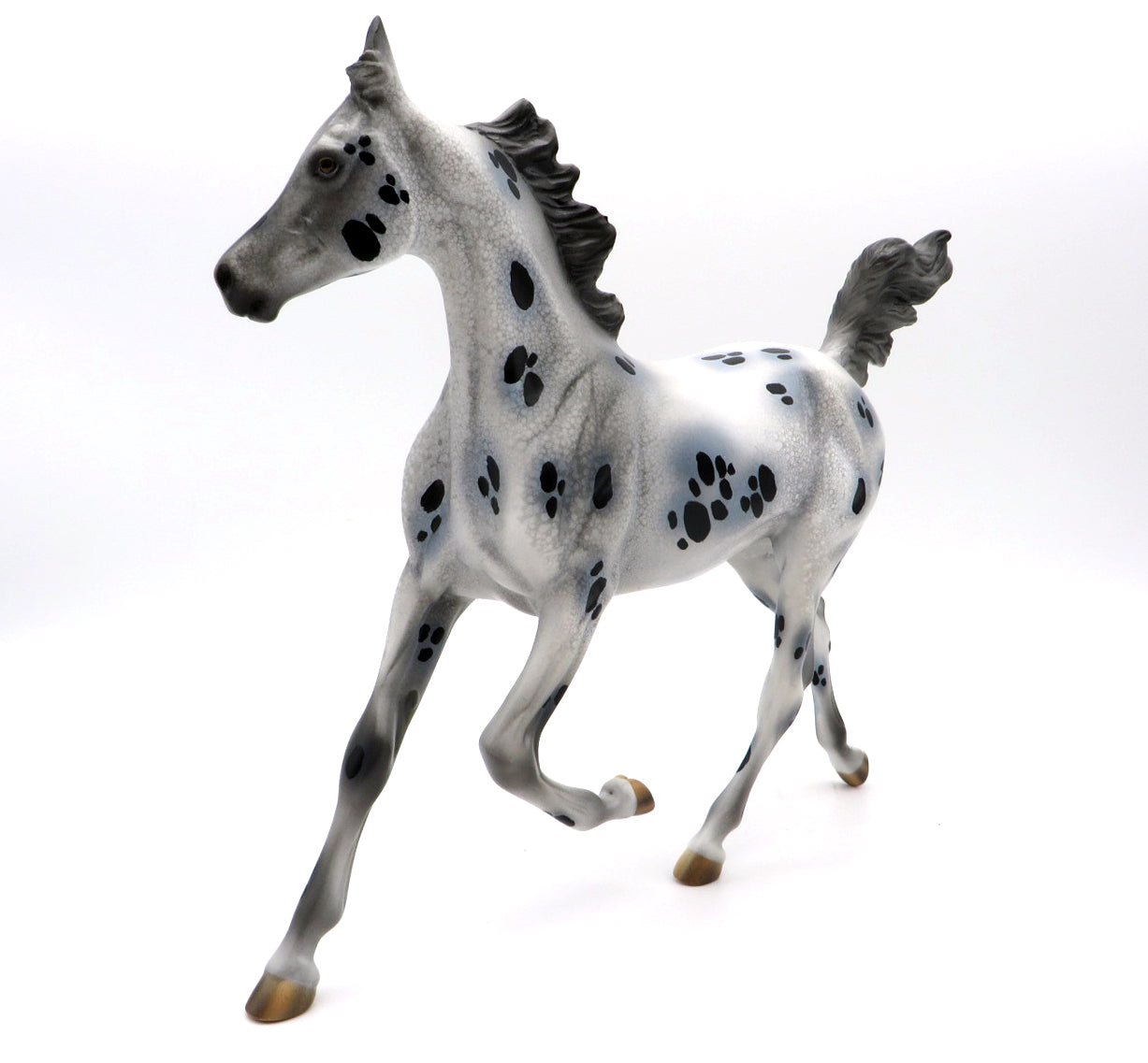 Calanthe-LE-5 Appaloosa Yearling 9/16/21