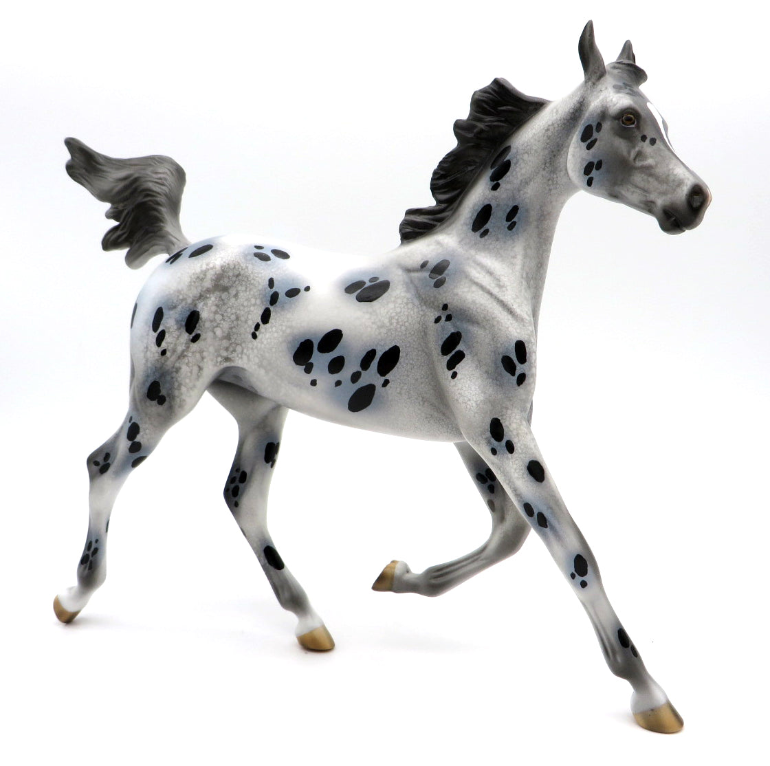 Calanthe-LE-5 Appaloosa Yearling 9/16/21