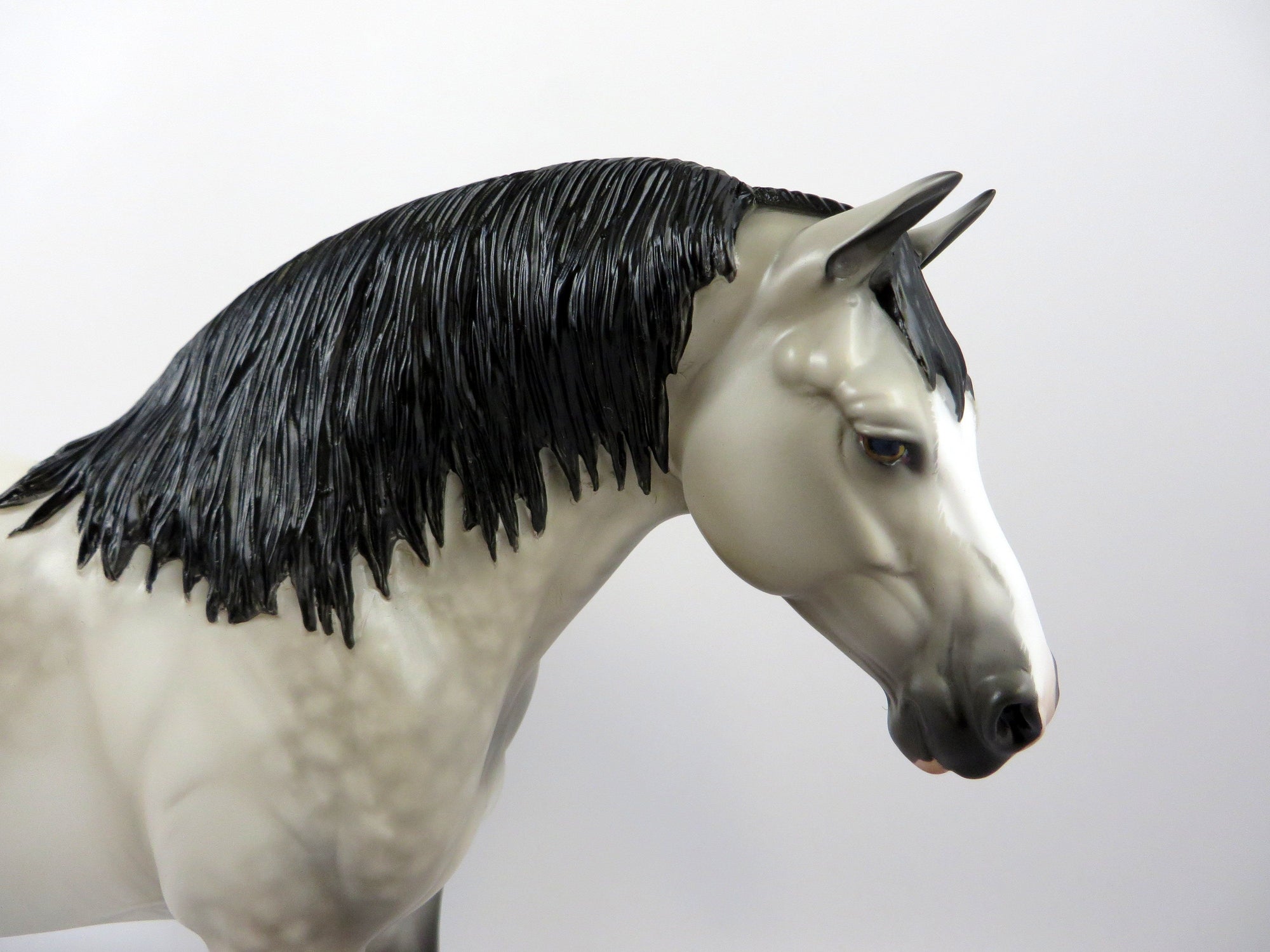 CAMELOT-OOAK PALE BUCKSKIN HEAVY DRAFT EQ 2019