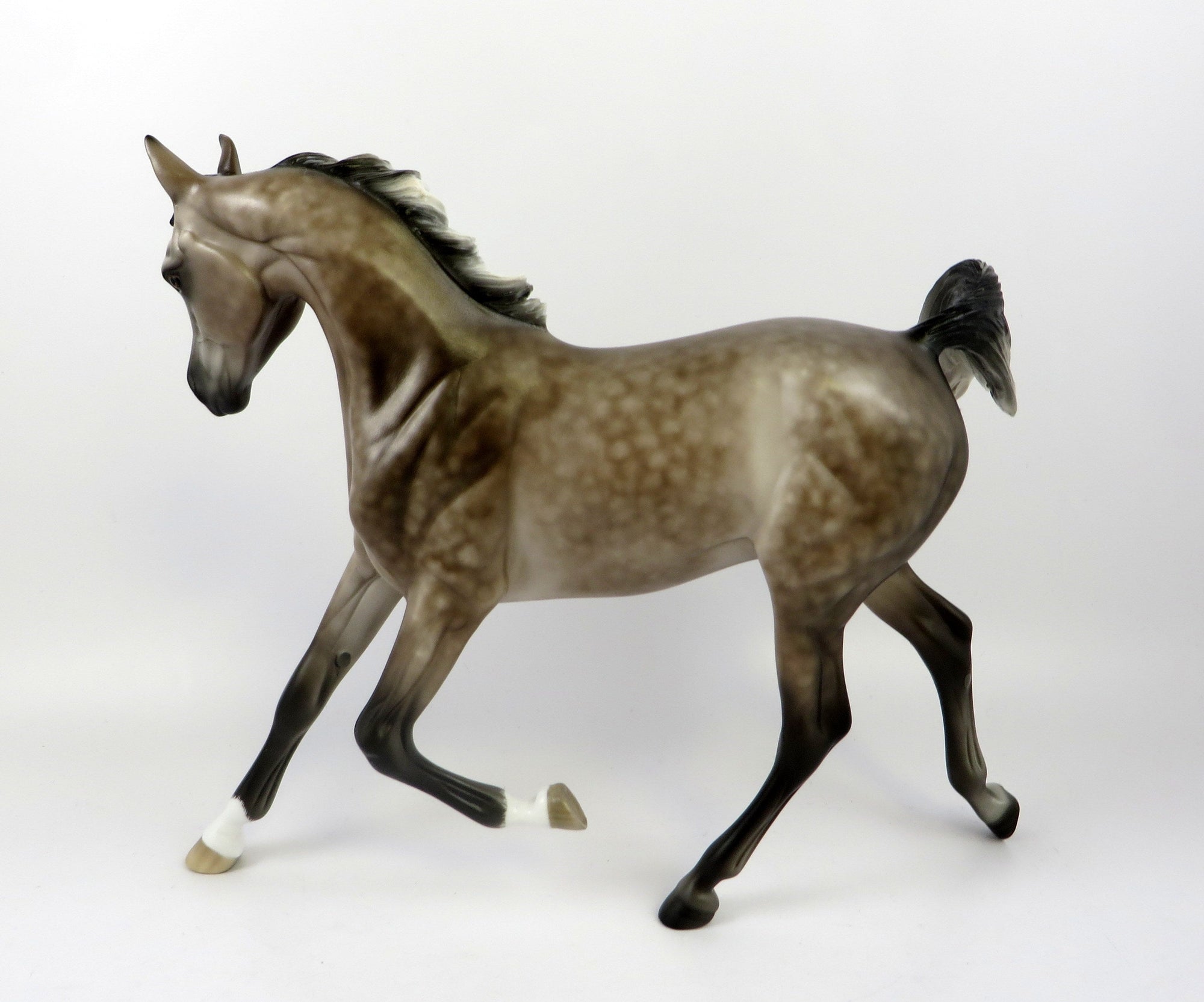 CASPIAN-OOAK STAR DAPPLE ROSE GREY YEARLING EQ 2019