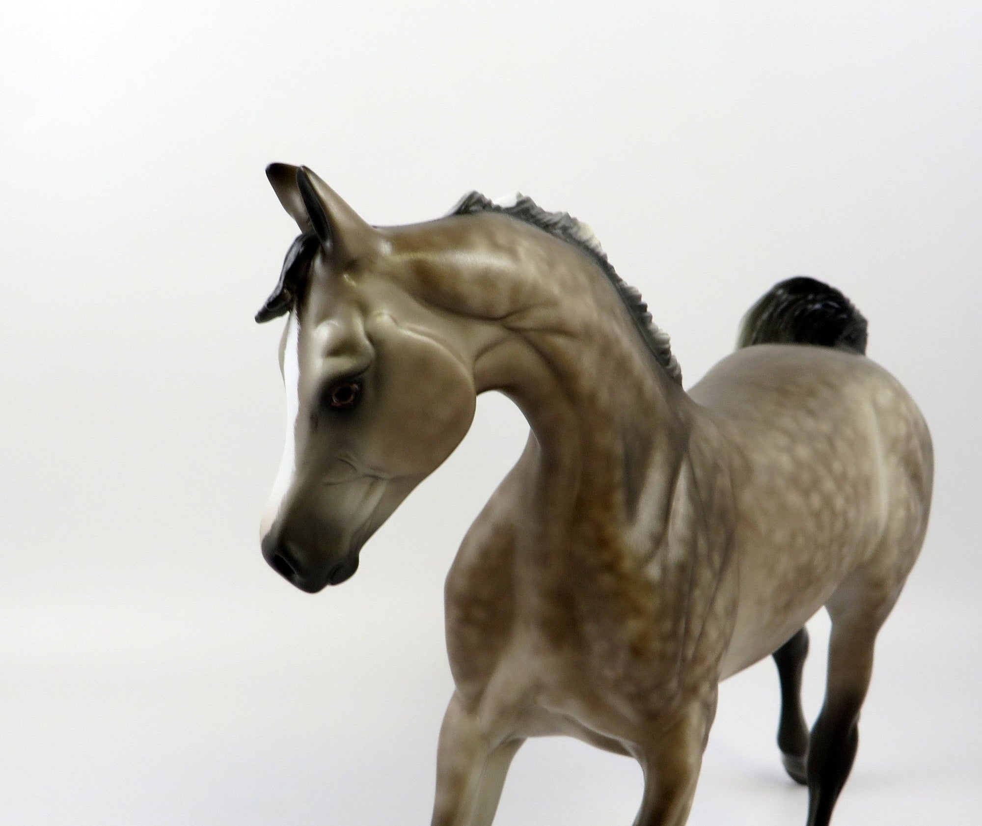 CASPIAN-OOAK STAR DAPPLE ROSE GREY YEARLING EQ 2019