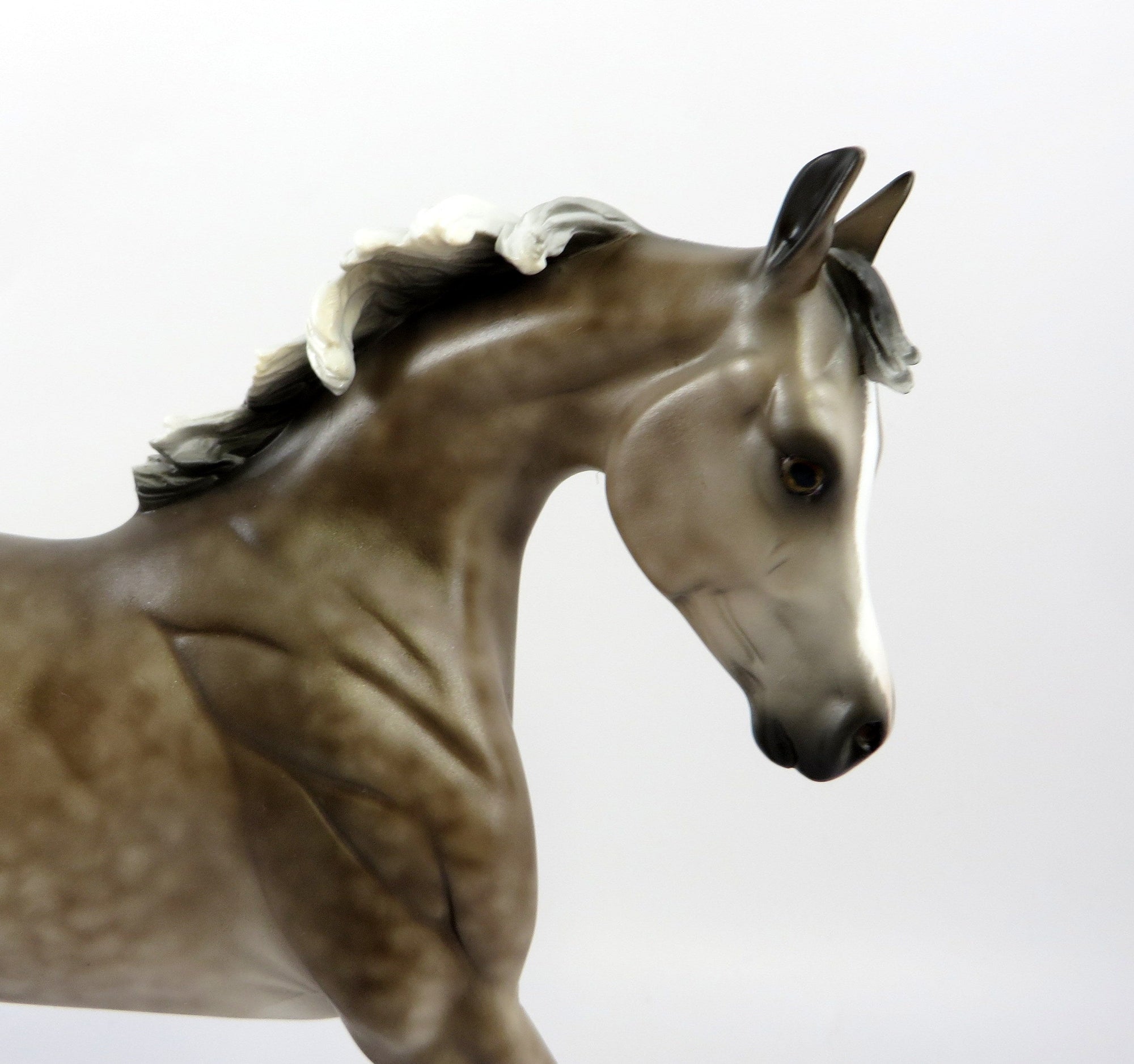 CASPIAN-OOAK STAR DAPPLE ROSE GREY YEARLING EQ 2019