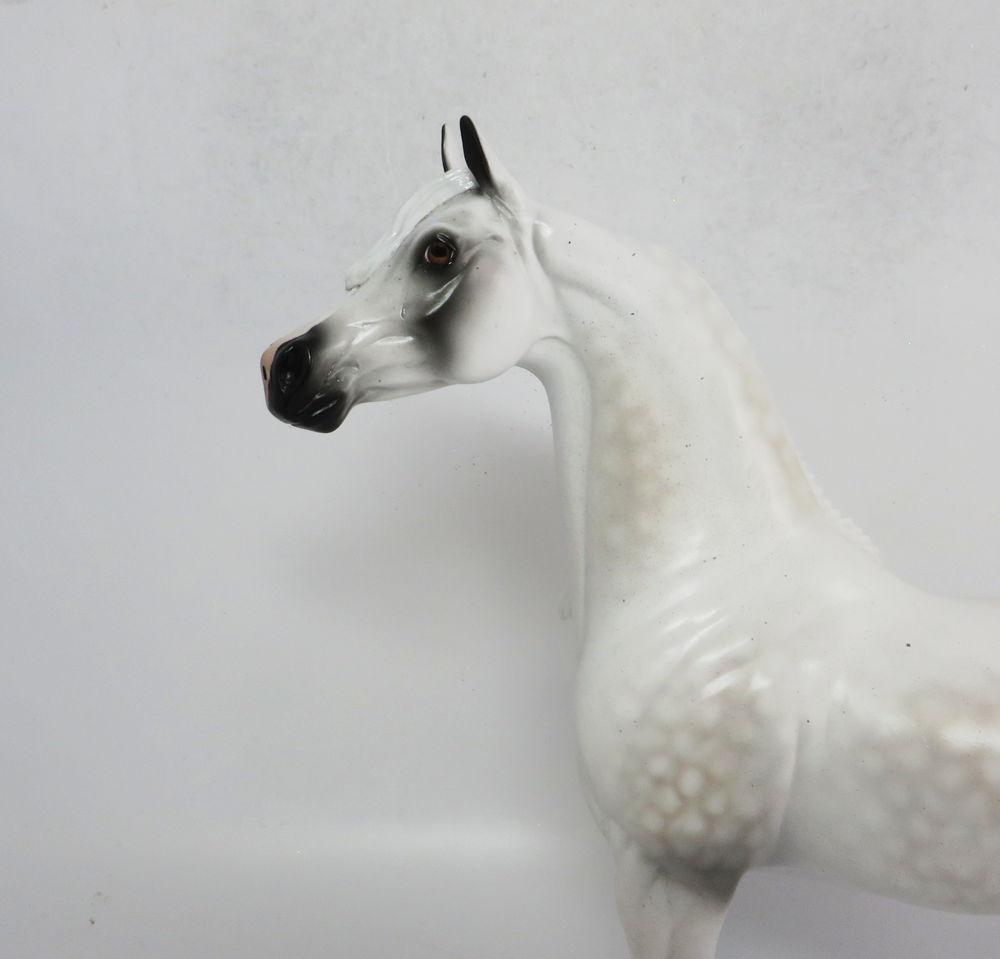 CHIEF- LE-5 DAPPLED FLEABITTEN GREY ARABIAN BY AUDREY DIXON SB19