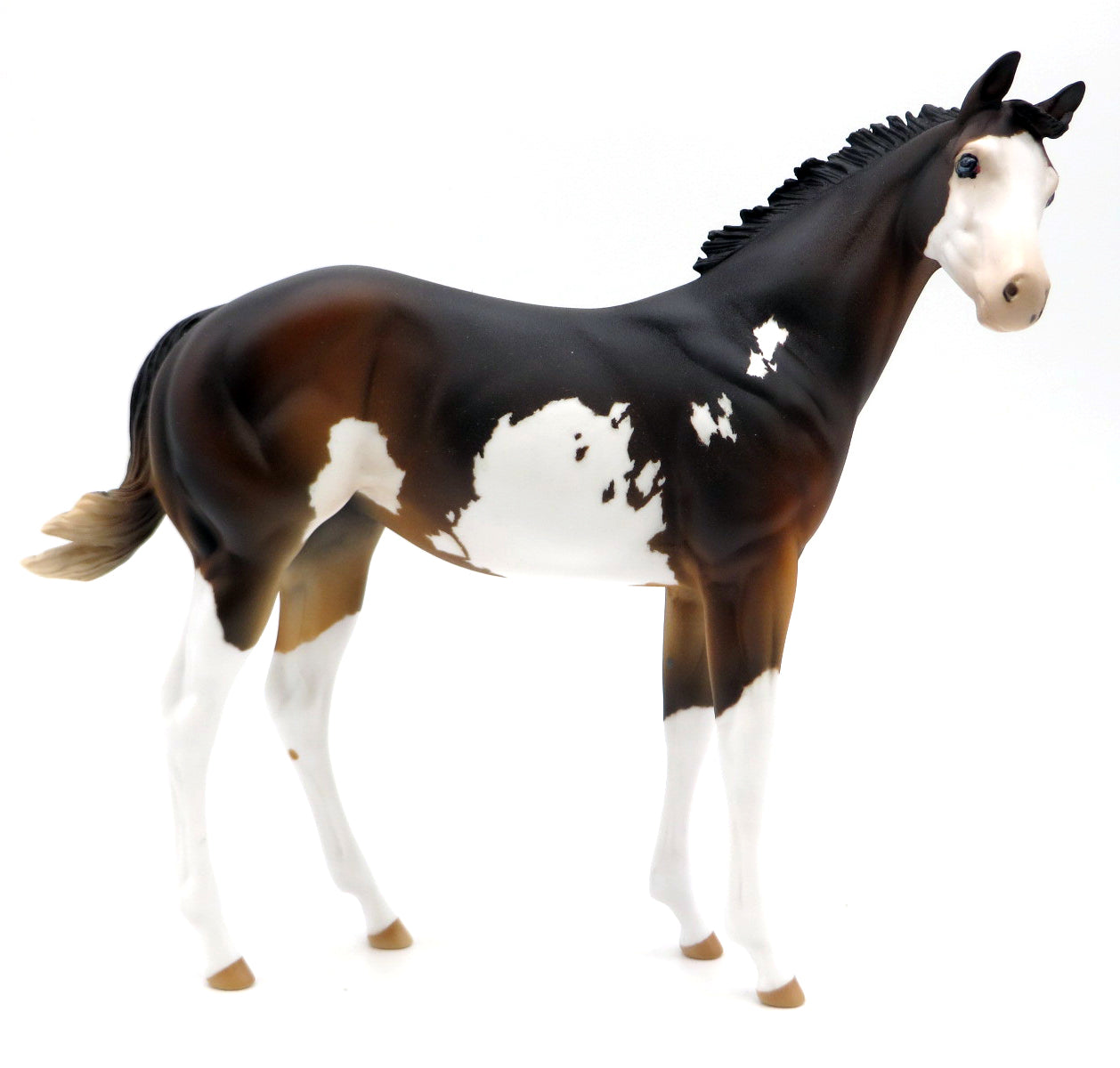 Chocolate Fudge - OOAK Bay Sabino Weanling - Holiday Sale 2021