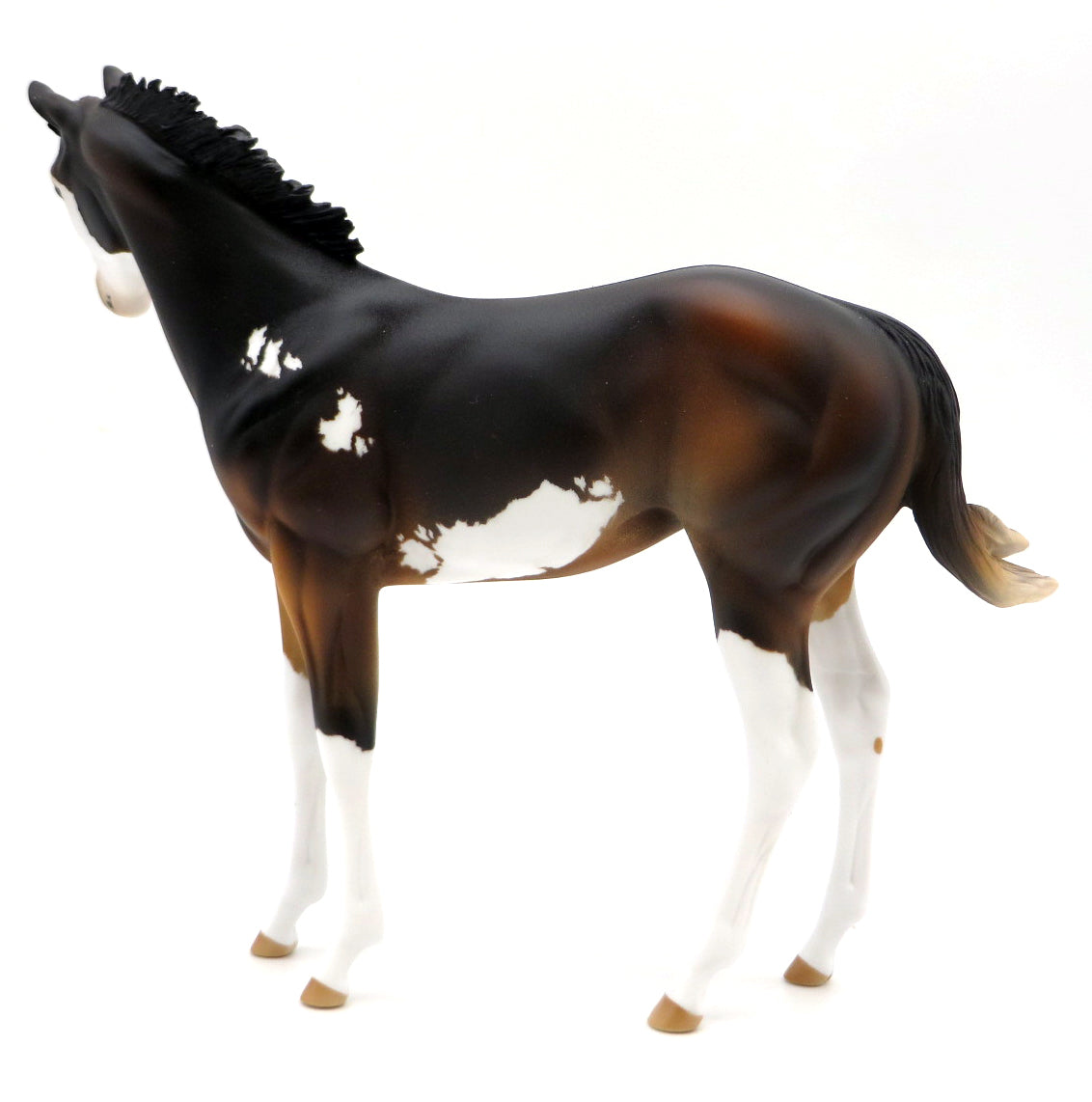 Chocolate Fudge - OOAK Bay Sabino Weanling - Holiday Sale 2021