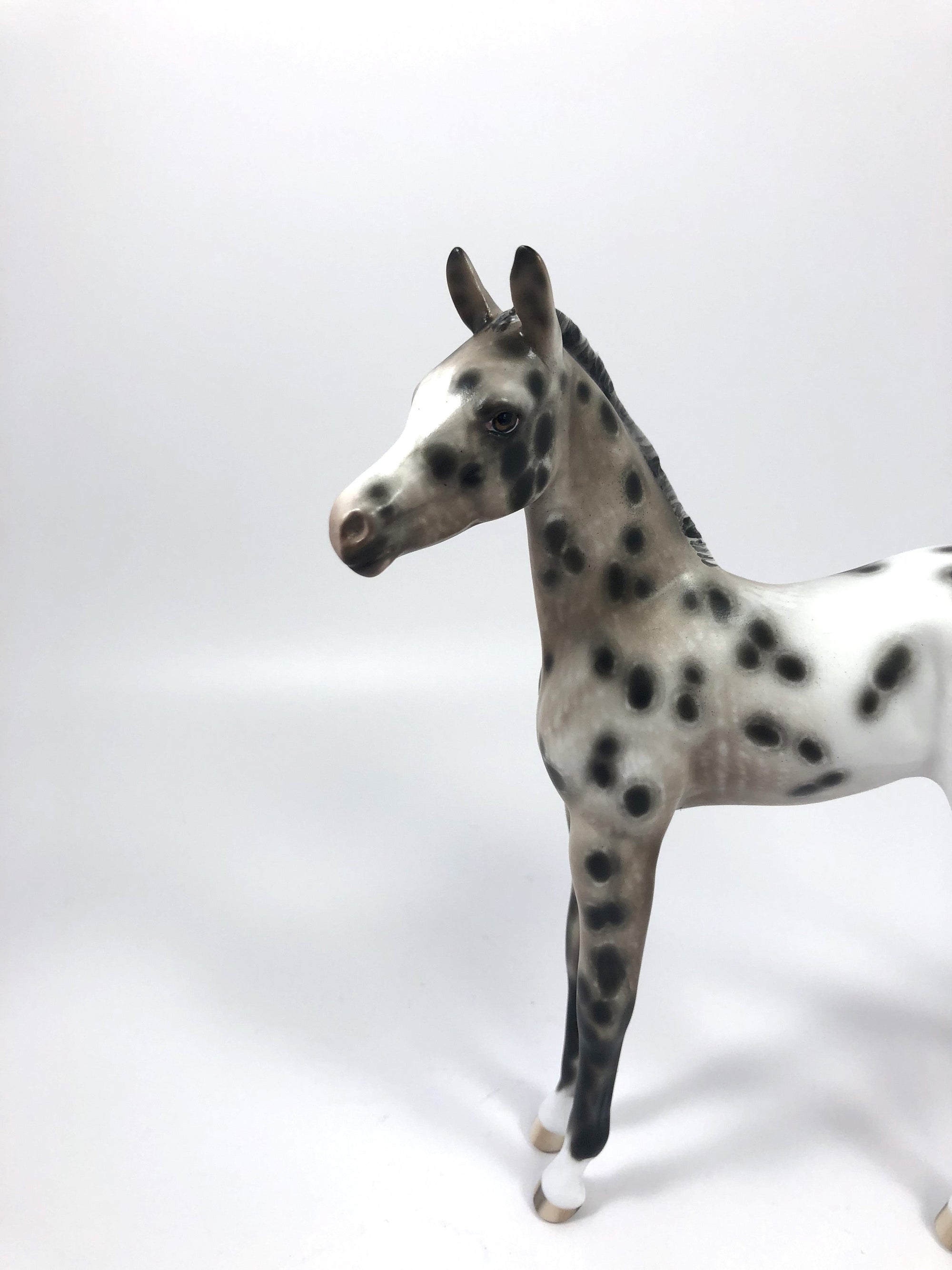 CHOCOLATE JIMMIES-OOAK BAY APPALOOSA FOAL BY SHERYL LEISURE 4/25/19