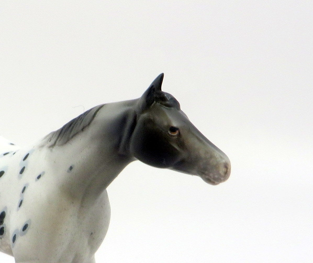 CREST-OOAK LOUD APPALOOSA STOCK HORSE CHIP MODEL HORSE EQ 19