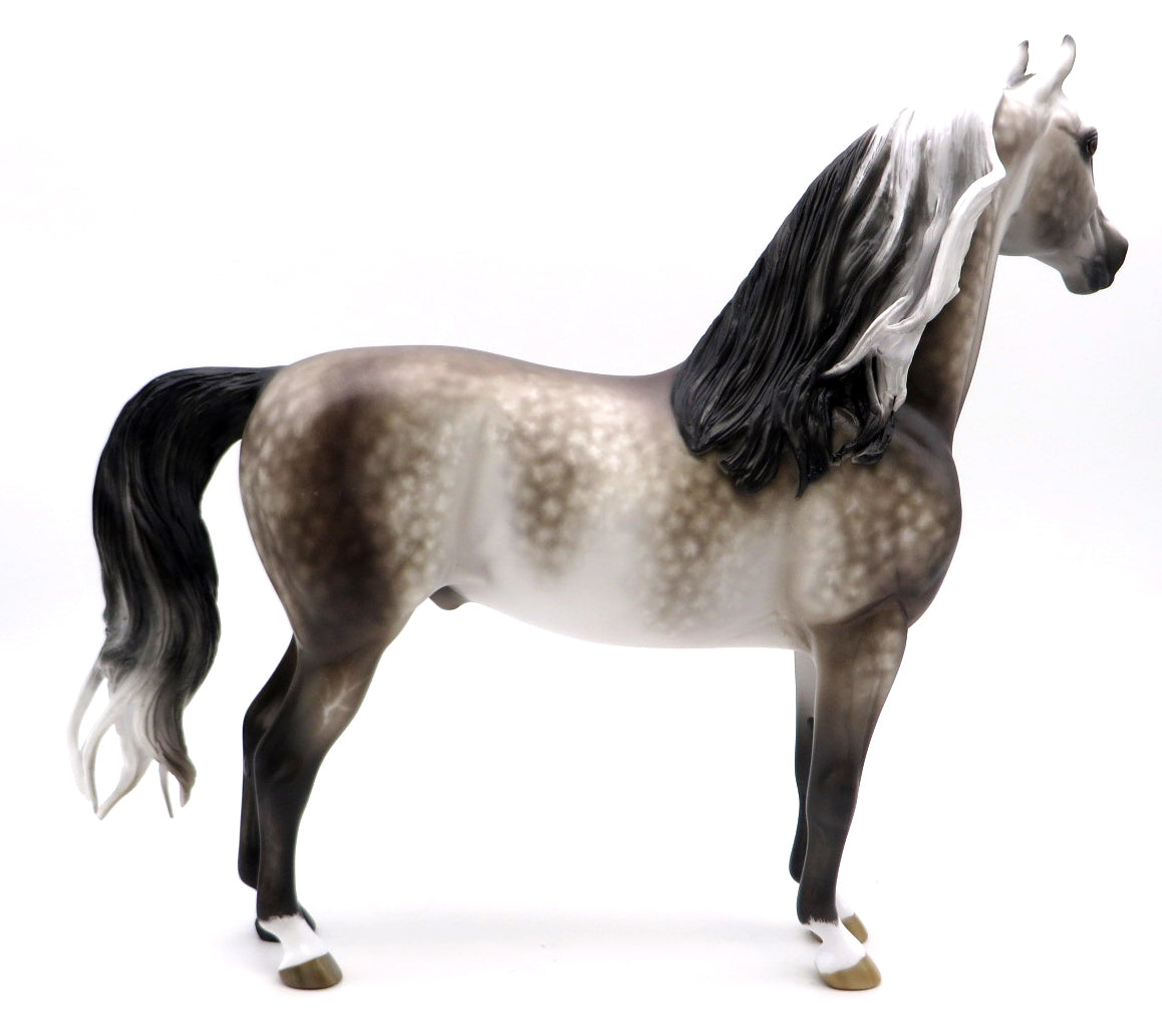 EXPEDIATED EXAGGERATION-OOAK DAPPLE GREY MORGAN BY SHERYL LEISURE 1/17/21
