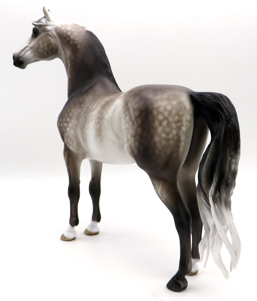 EXPEDIATED EXAGGERATION-OOAK DAPPLE GREY MORGAN BY SHERYL LEISURE 1/17/21