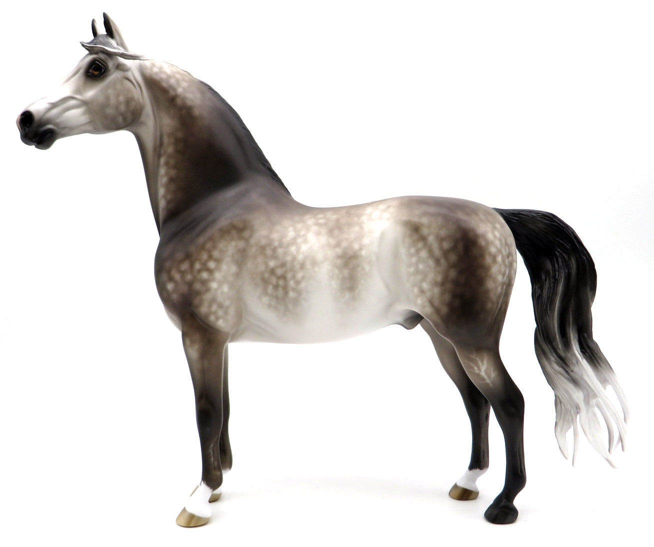 EXPEDIATED EXAGGERATION-OOAK DAPPLE GREY MORGAN BY SHERYL LEISURE 1/17/21