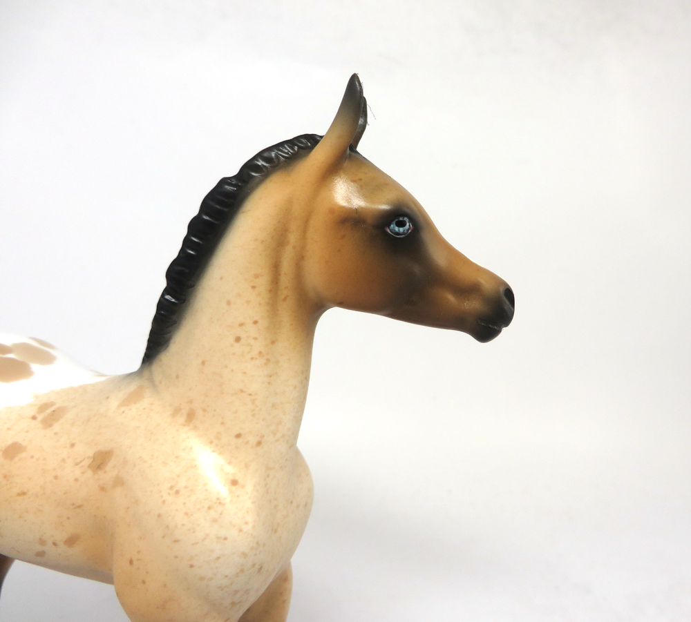 TURF-OOAK BUCkSKIN APPY FOAL BY DAWN QUICK SB19