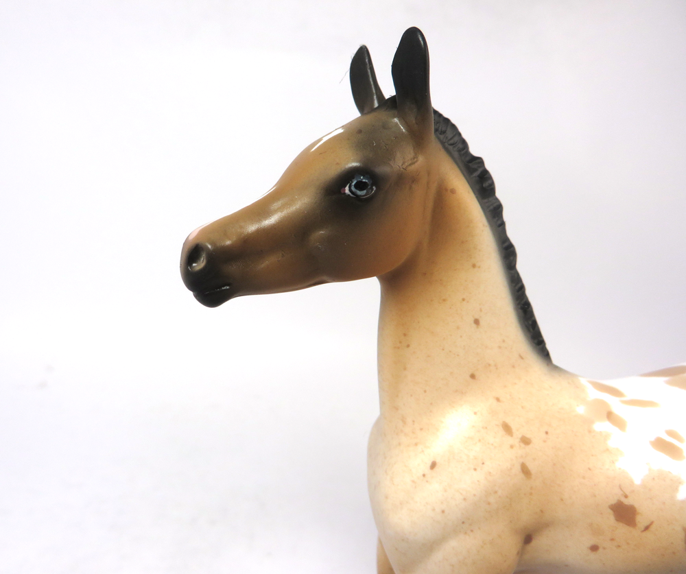 TURF-OOAK BUCkSKIN APPY FOAL BY DAWN QUICK SB19