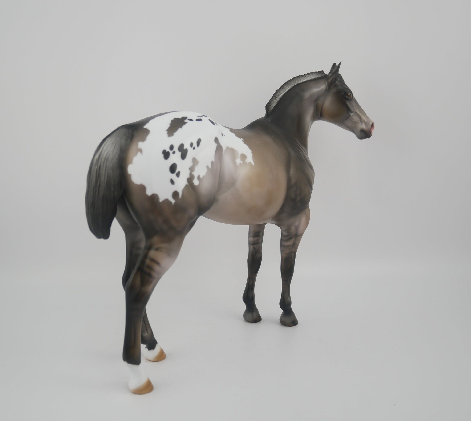 FRIDA-LE-25-GRULLA  APPALOOSA FRIDAY DAILY RELEASE BY JULIE KEIM EQ 2020