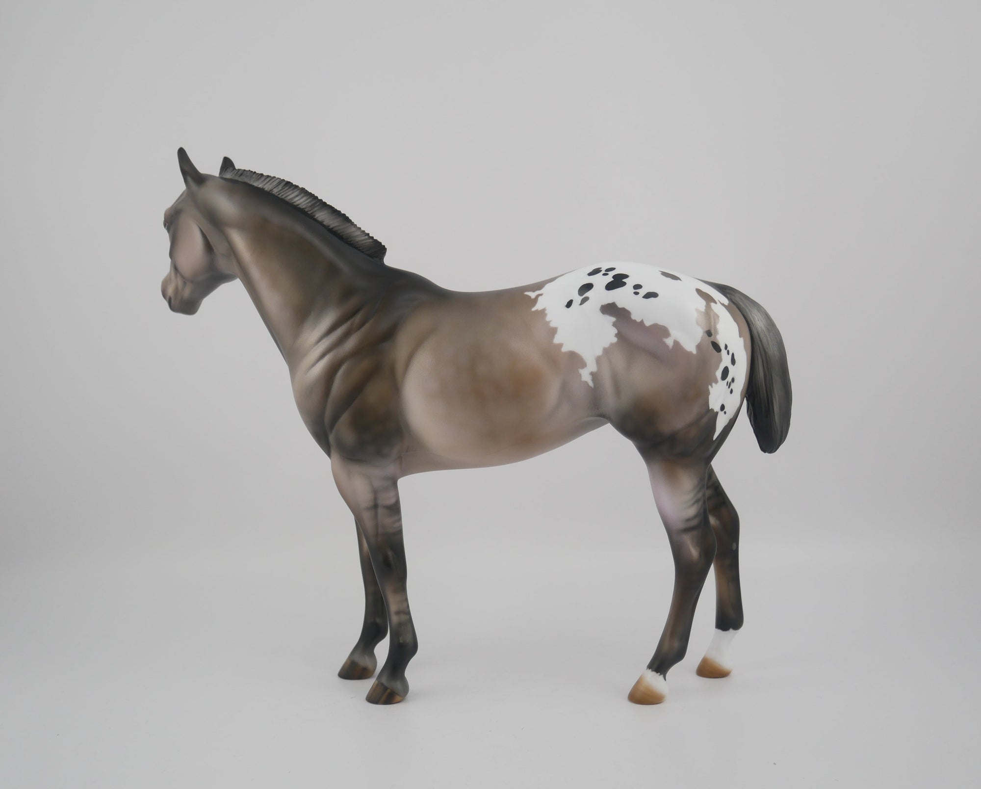 FRIDA-LE-25-GRULLA  APPALOOSA FRIDAY DAILY RELEASE BY JULIE KEIM EQ 2020