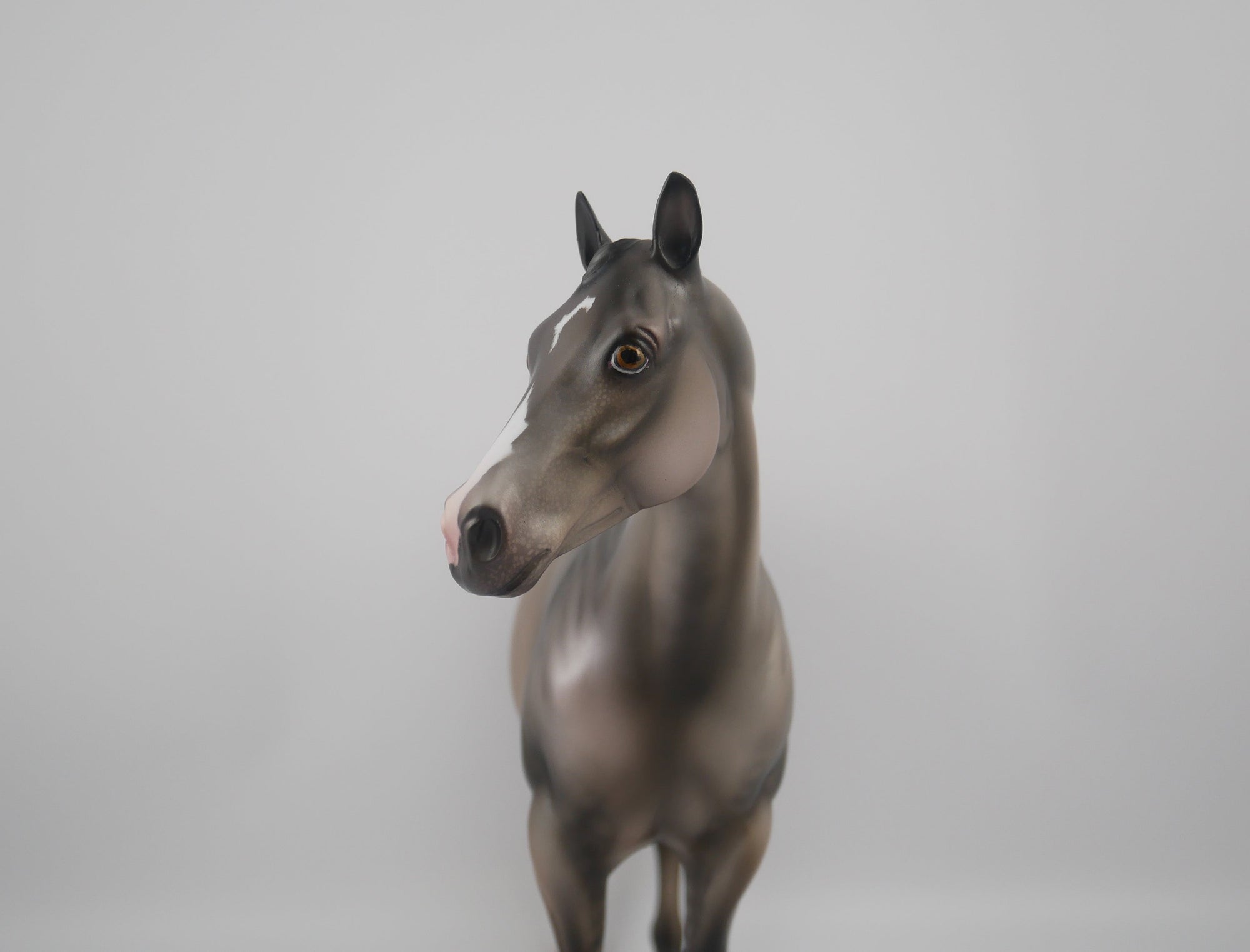 FRIDA-LE-25-GRULLA  APPALOOSA FRIDAY DAILY RELEASE BY JULIE KEIM EQ 2020