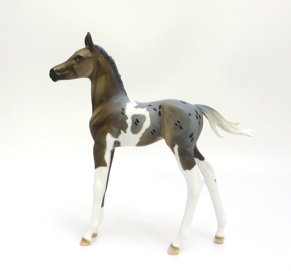 FRESH WATER - LE-12 BLUE ROAN APPY ARABIAN FOAL BY DAWN QUICK EA/MW 2020