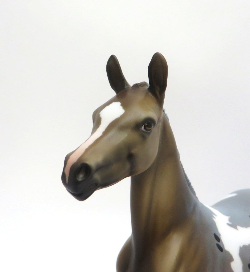 FRESH WATER - LE-12 BLUE ROAN APPY ARABIAN FOAL BY DAWN QUICK EA/MW 2020