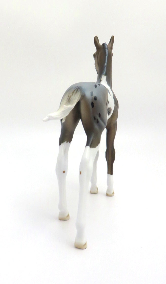 FRESH WATER - LE-12 BLUE ROAN APPY ARABIAN FOAL BY DAWN QUICK EA/MW 2020