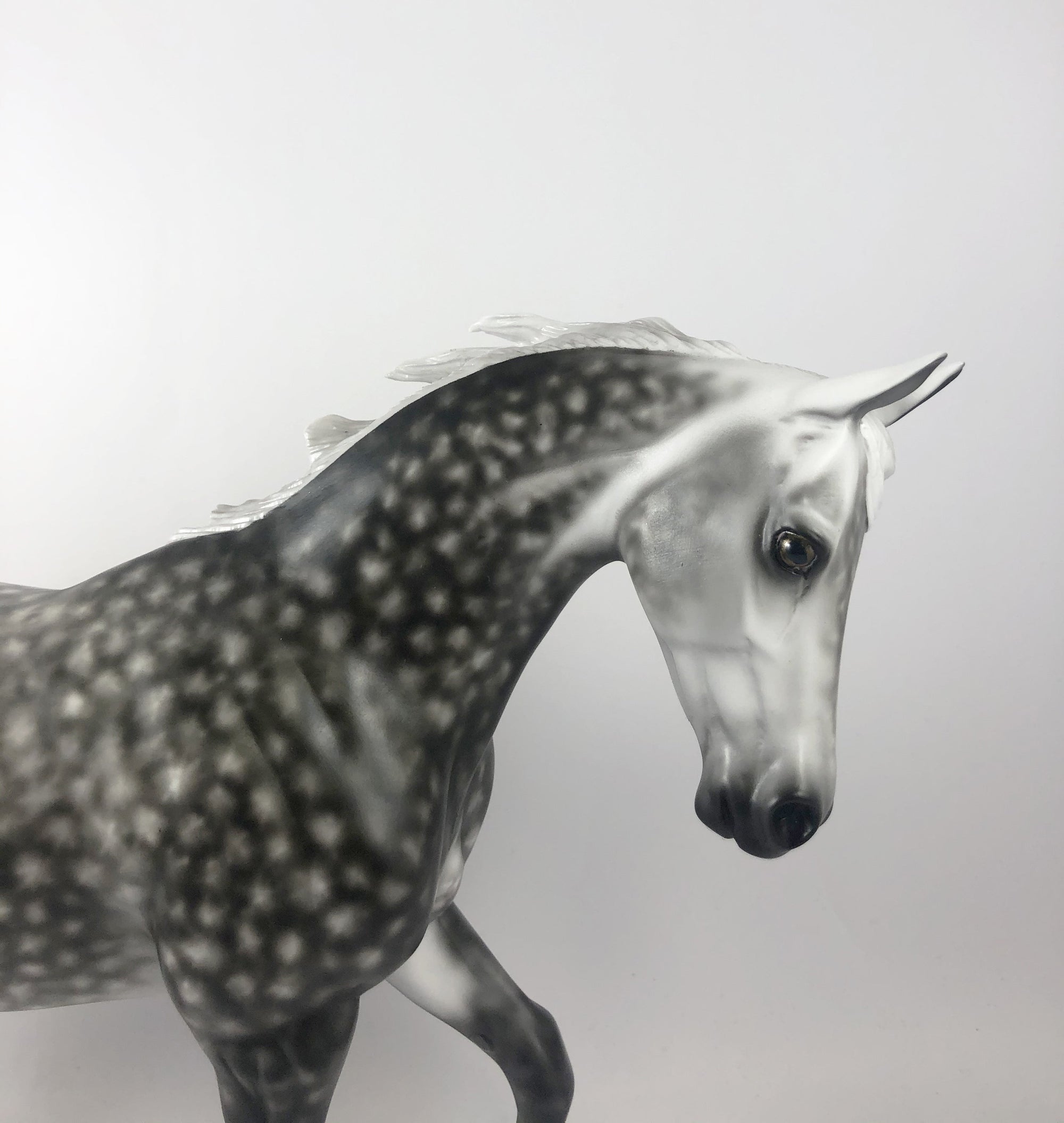 GUINESS-OOAK DAPPLE GREY TB MY SHERYL LEISURE MM19