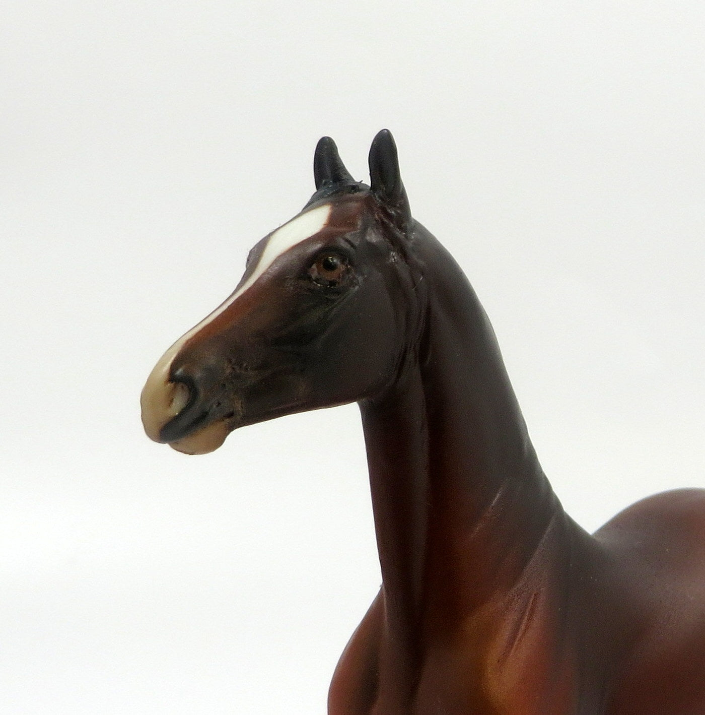 GUNN  -- OOAK BAY MORGAN  CHIP BY AUDREY DIXON EQ 19