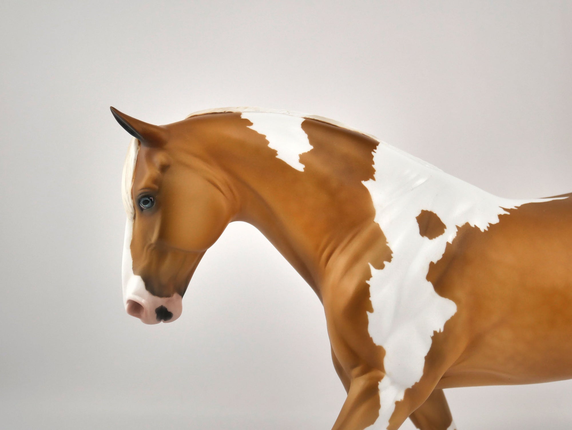 Hello Pumpkin-LE-16 Palomino Paint Irish Draft MM 2020