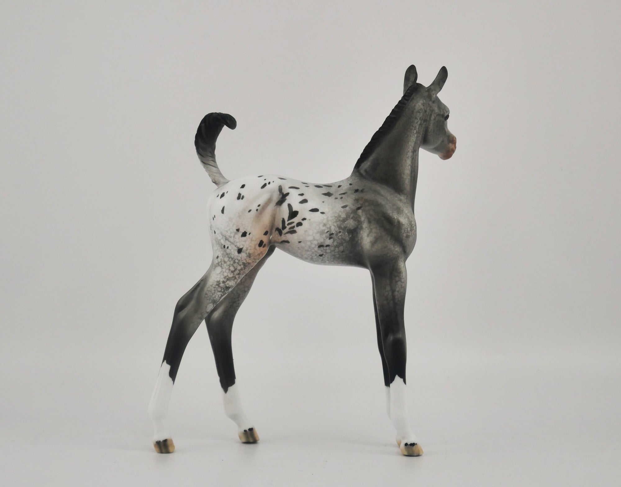 HOMBURG-OOAK APPALOOSA WEANLING BY DAWN QUICK