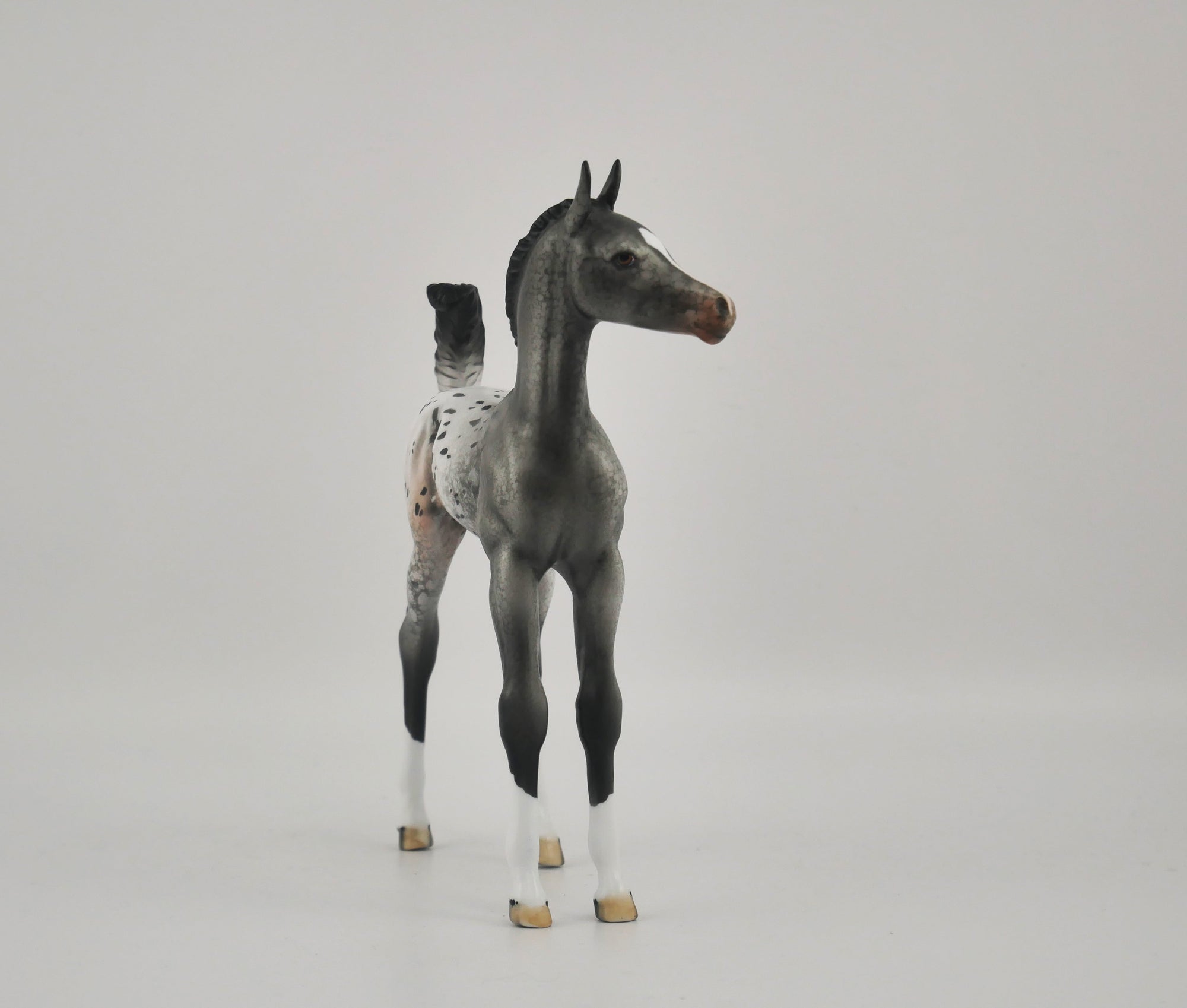 HOMBURG-OOAK APPALOOSA WEANLING BY DAWN QUICK