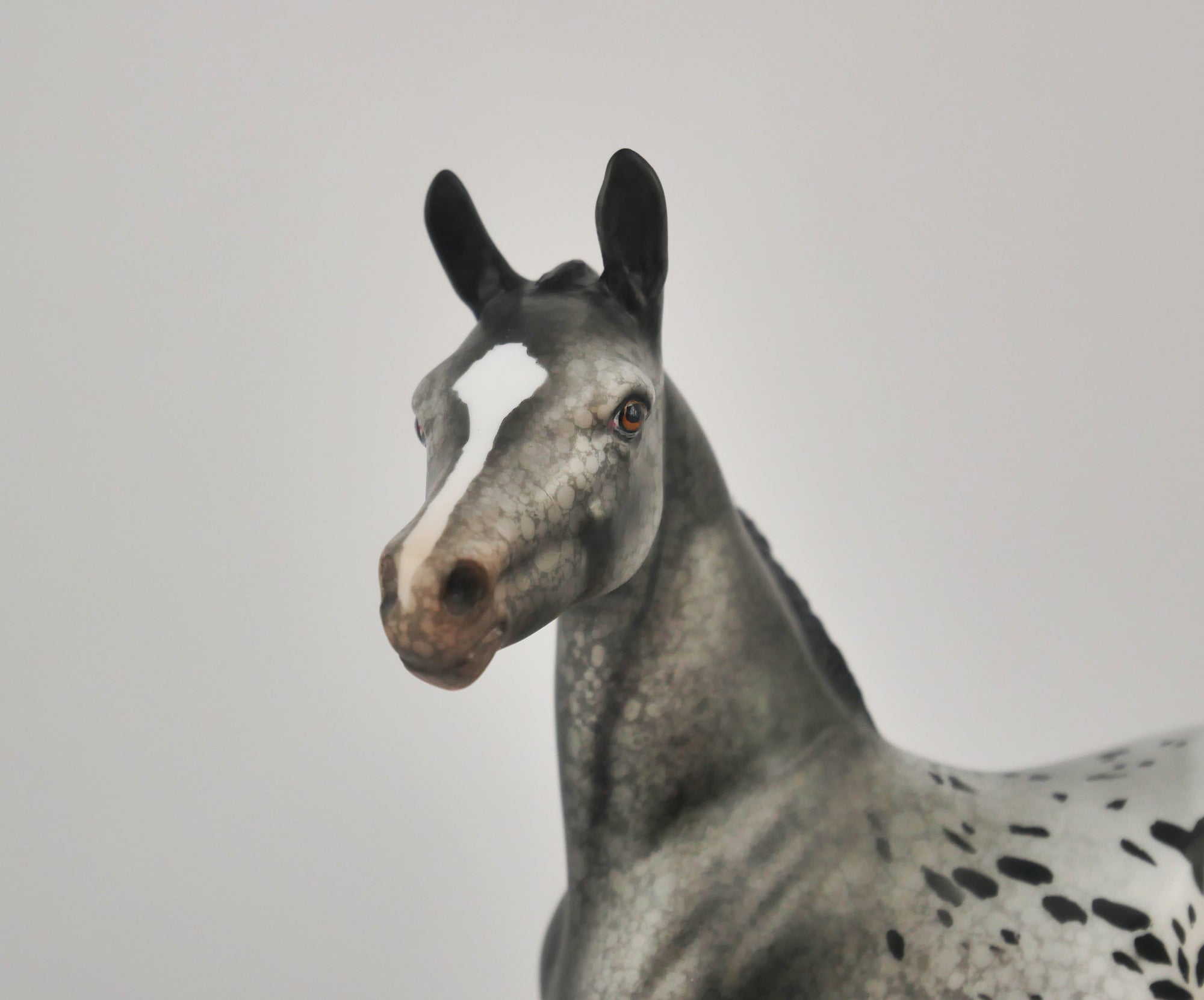 HOMBURG-OOAK APPALOOSA WEANLING BY DAWN QUICK