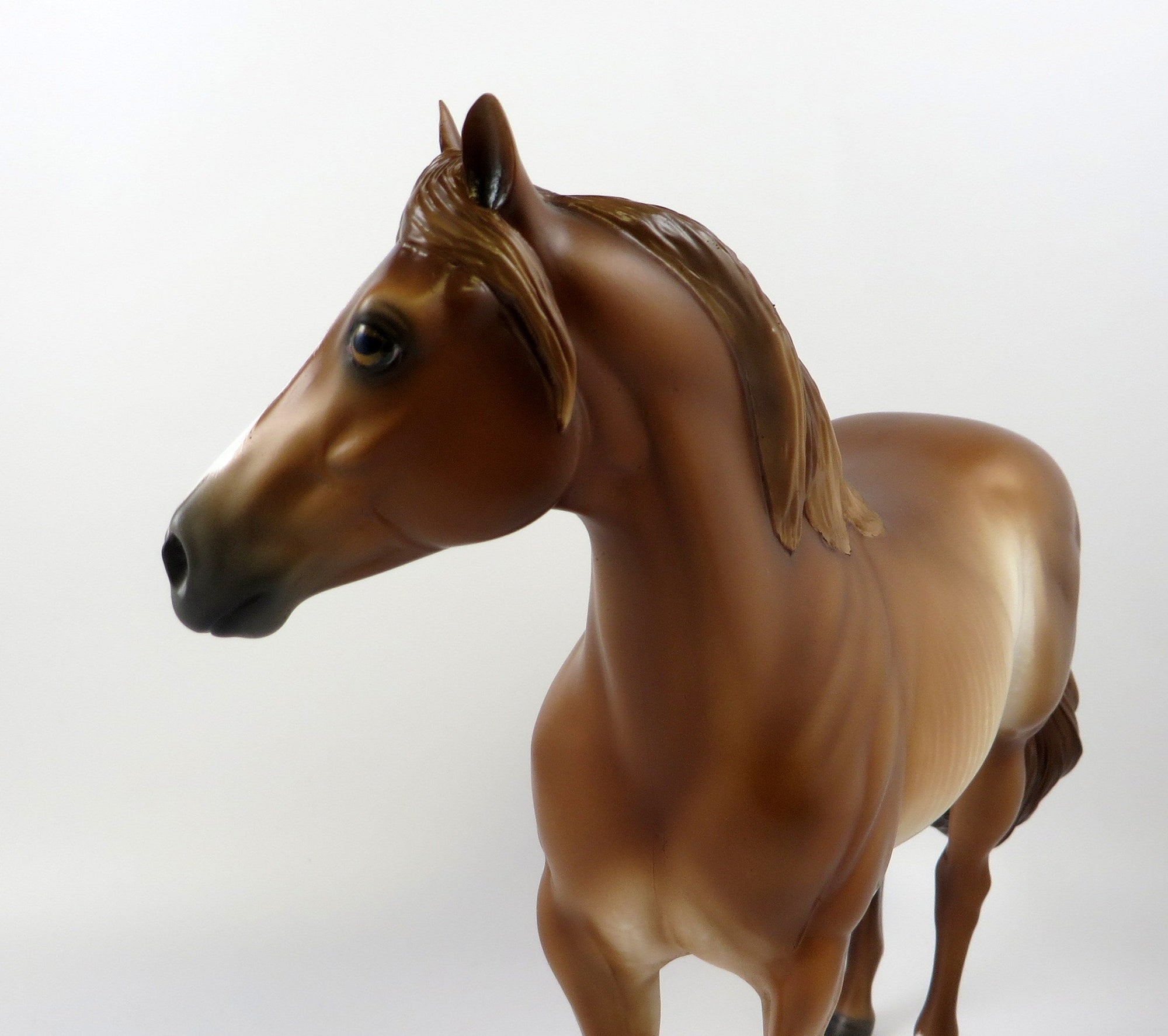 HORNBURG-OOAK CHESTNUT RABICANO ISH EQ 2019