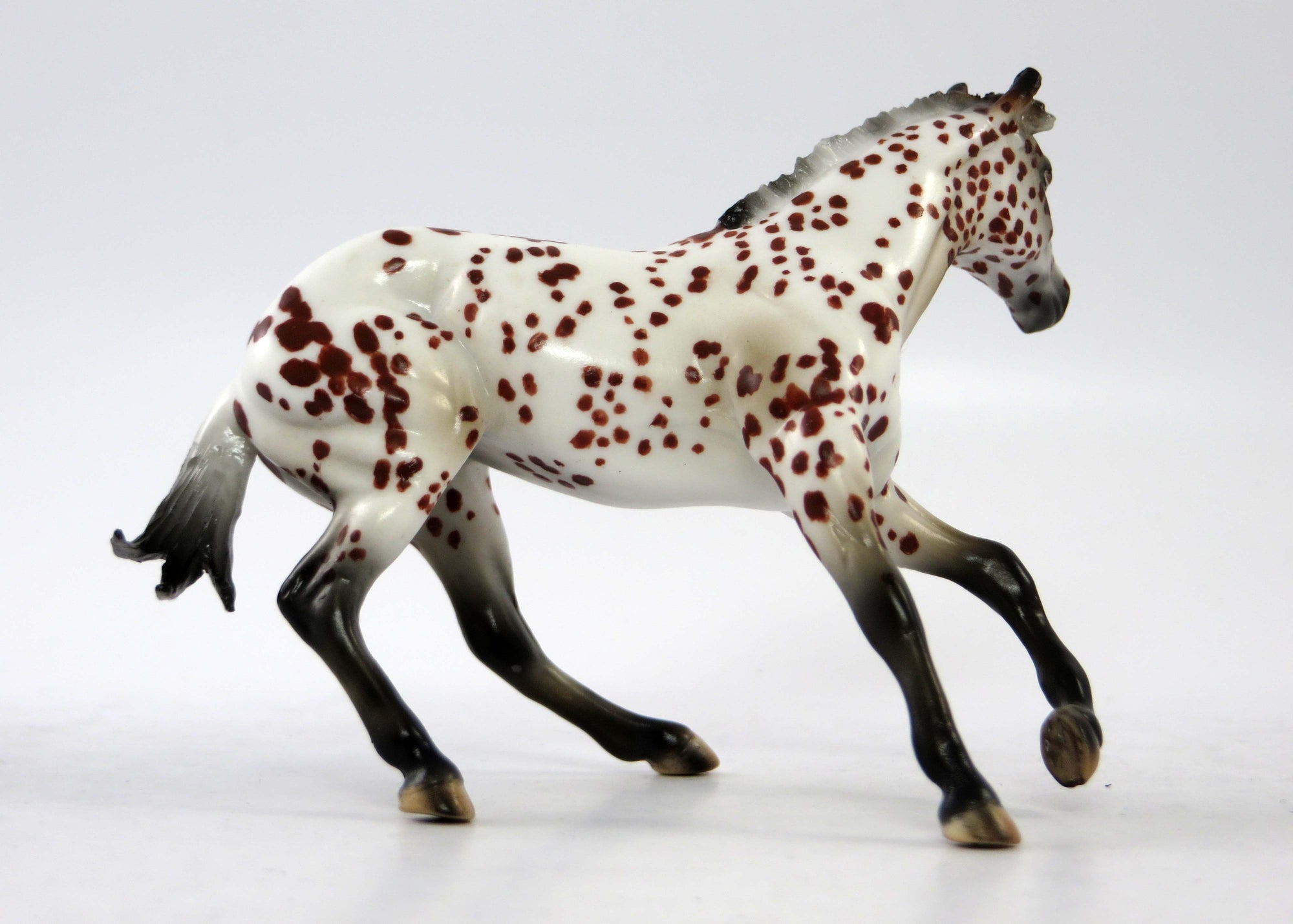 APPALOOSA